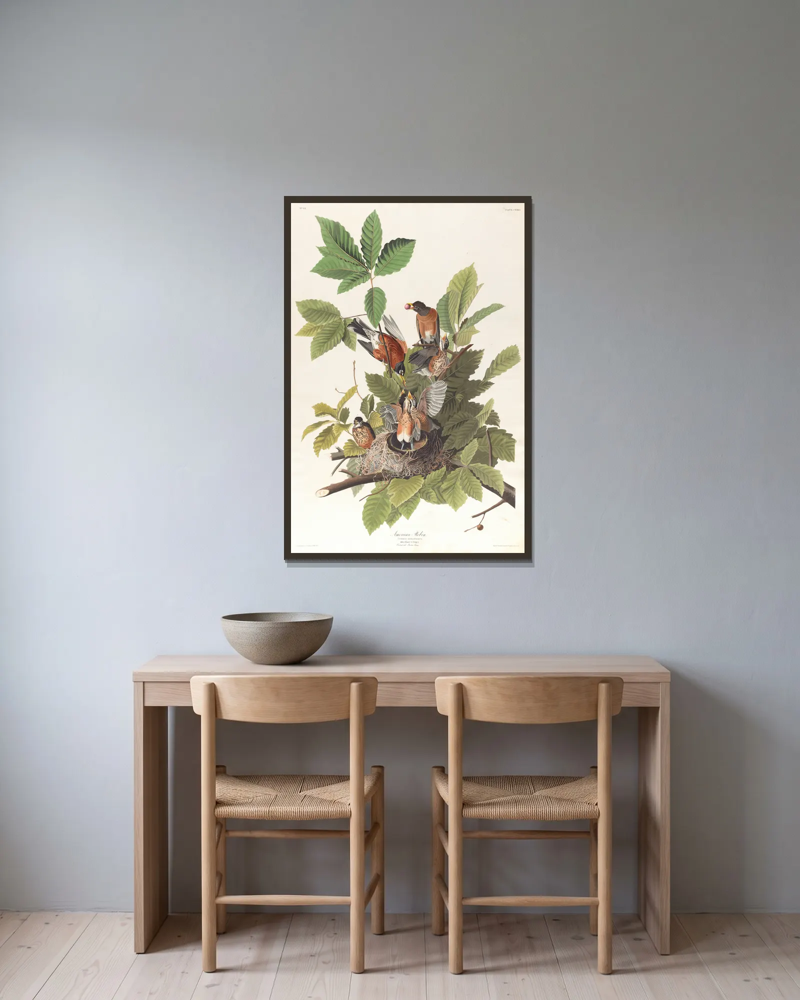American robin av John James Audubon inramad på en vägg