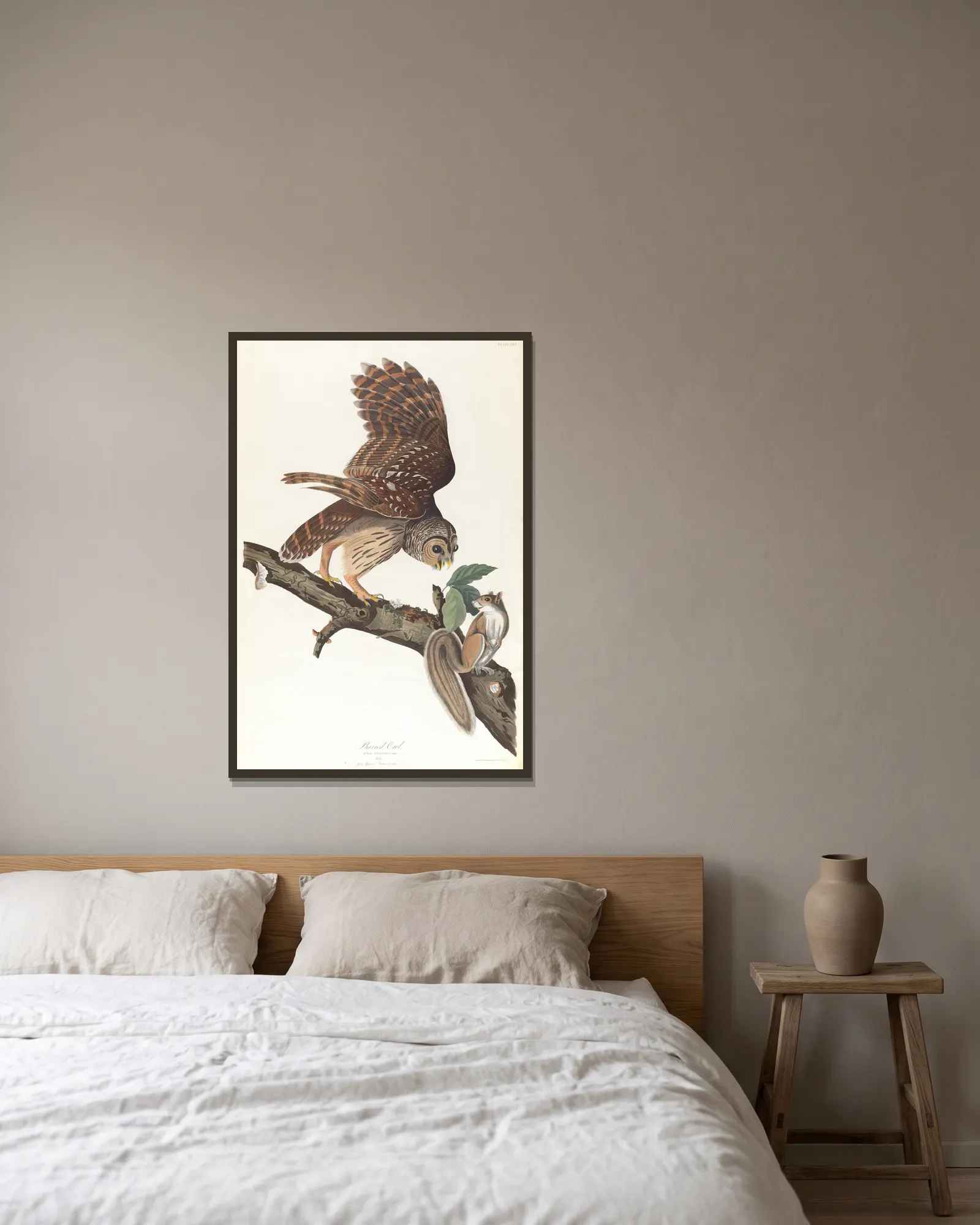 Barred owl av John James Audubon inramad på en vägg