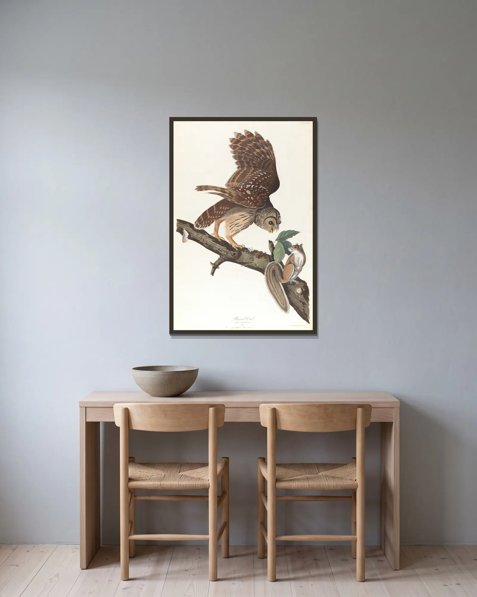 Barred owl av John James Audubon inramad på en vägg
