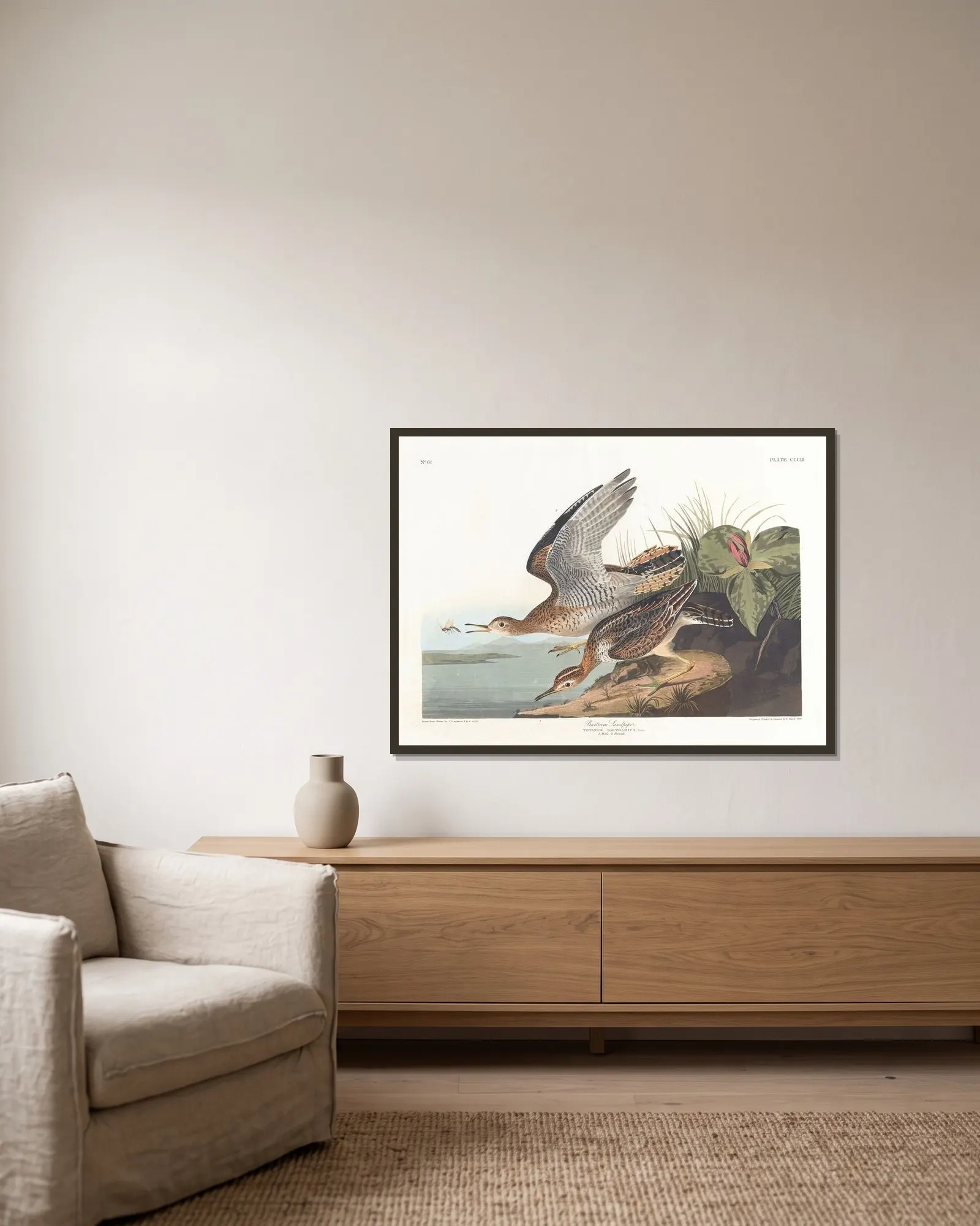 Bartram sandpiper av John James Audubon inramad på en vägg