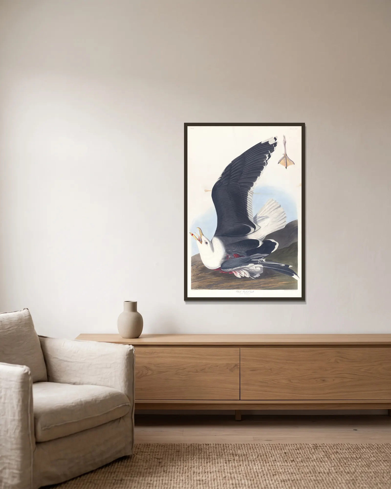 Black backed gull av John James Audubon inramad på en vägg