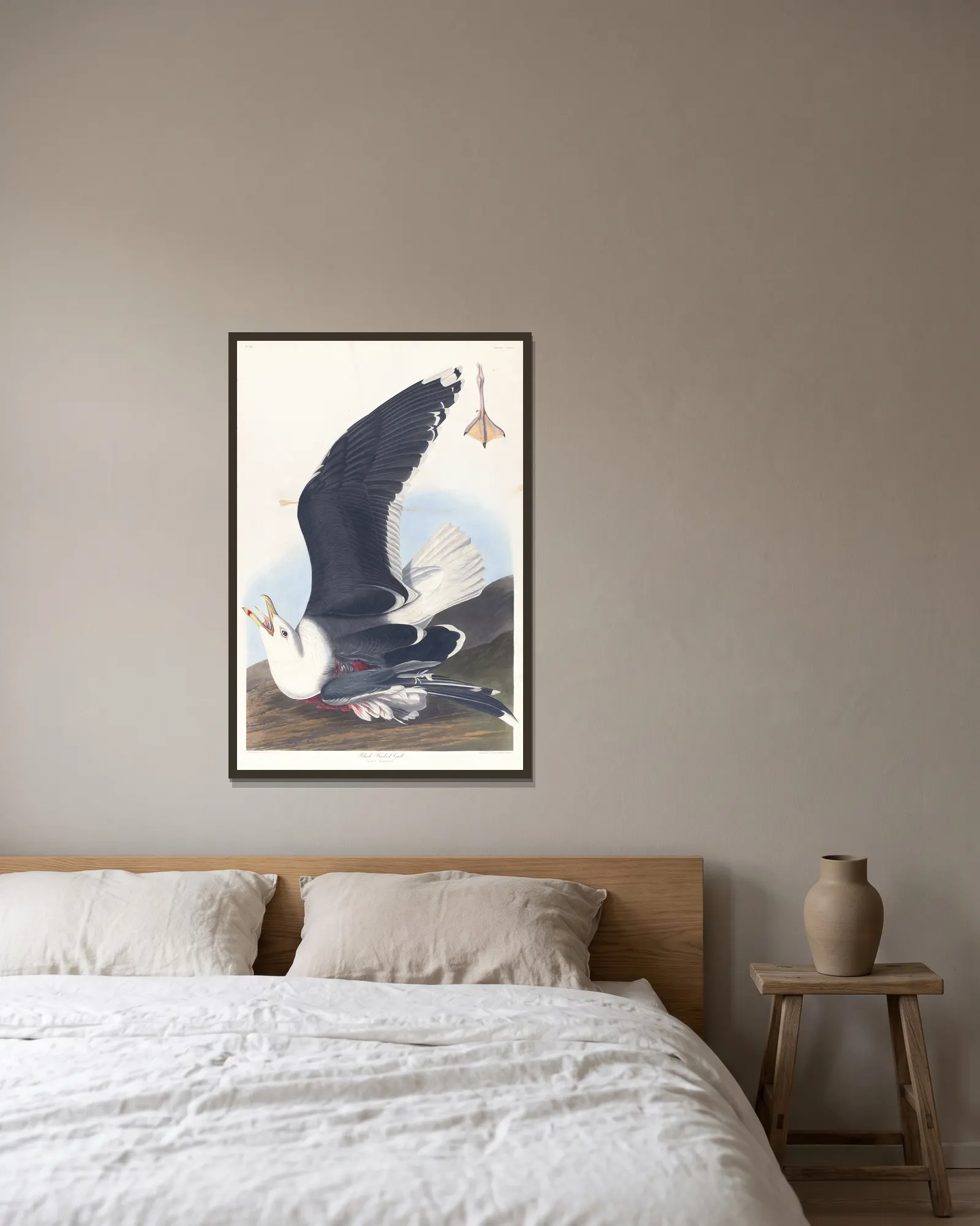 Black backed gull av John James Audubon inramad på en vägg