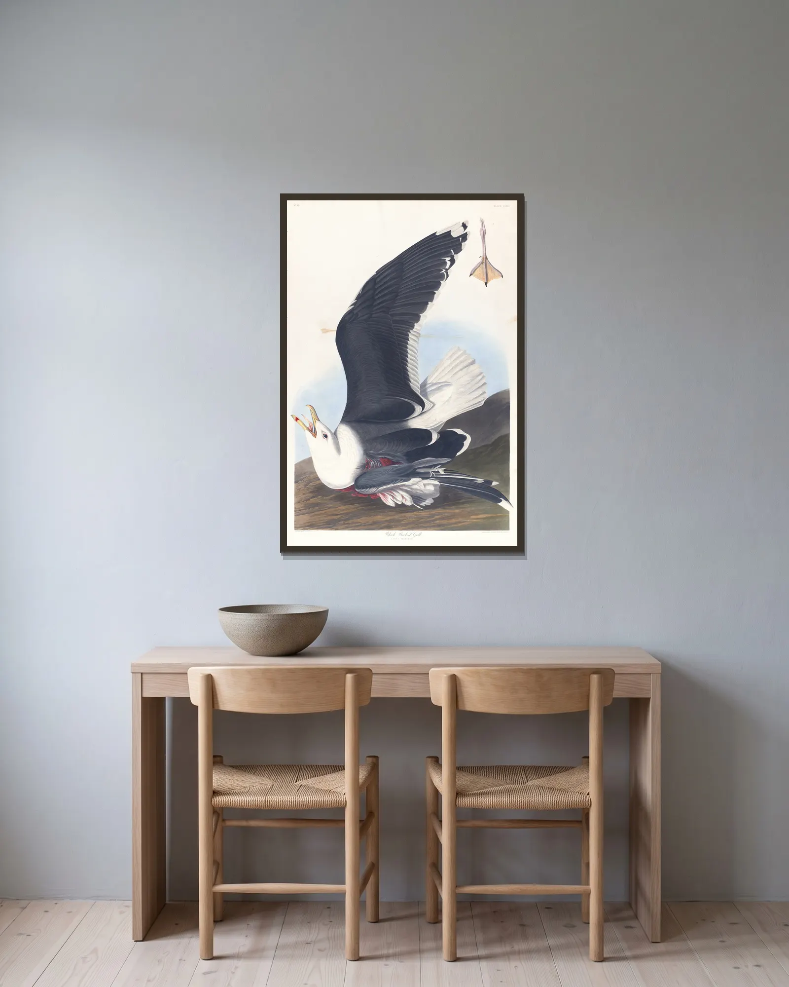 Black backed gull av John James Audubon inramad på en vägg