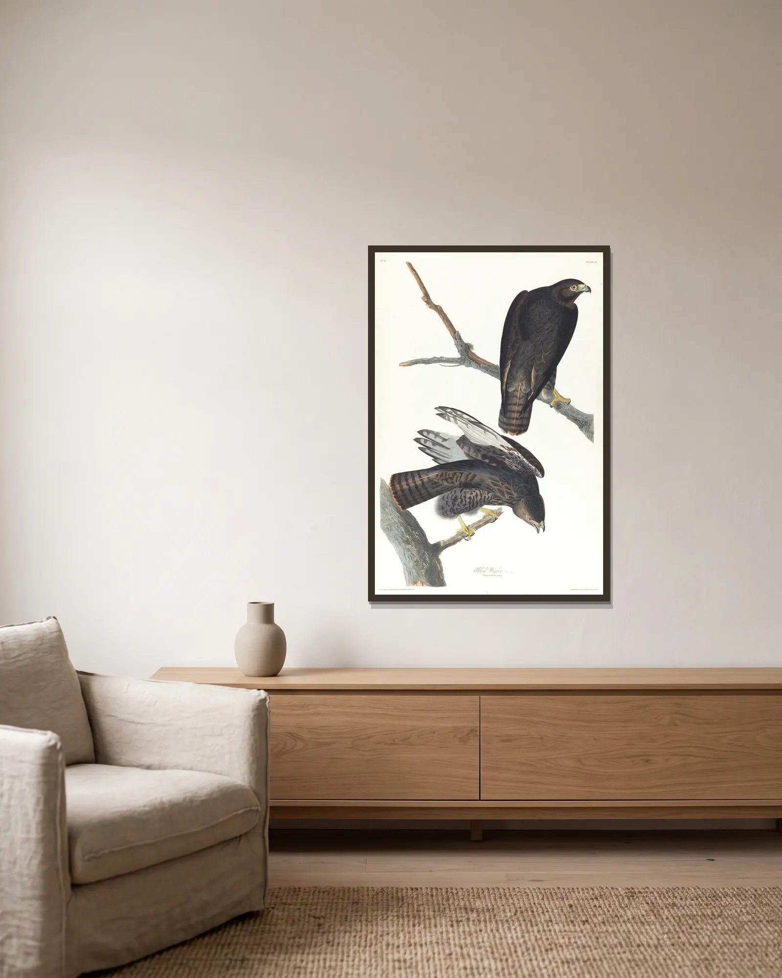 Black warrior av John James Audubon inramad på en vägg