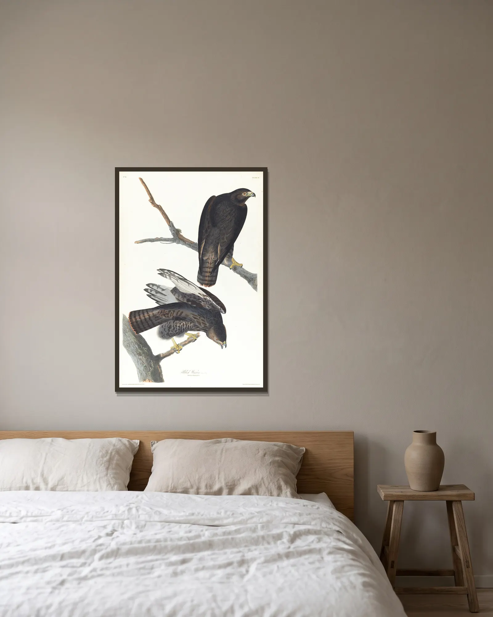 Black warrior av John James Audubon inramad på en vägg