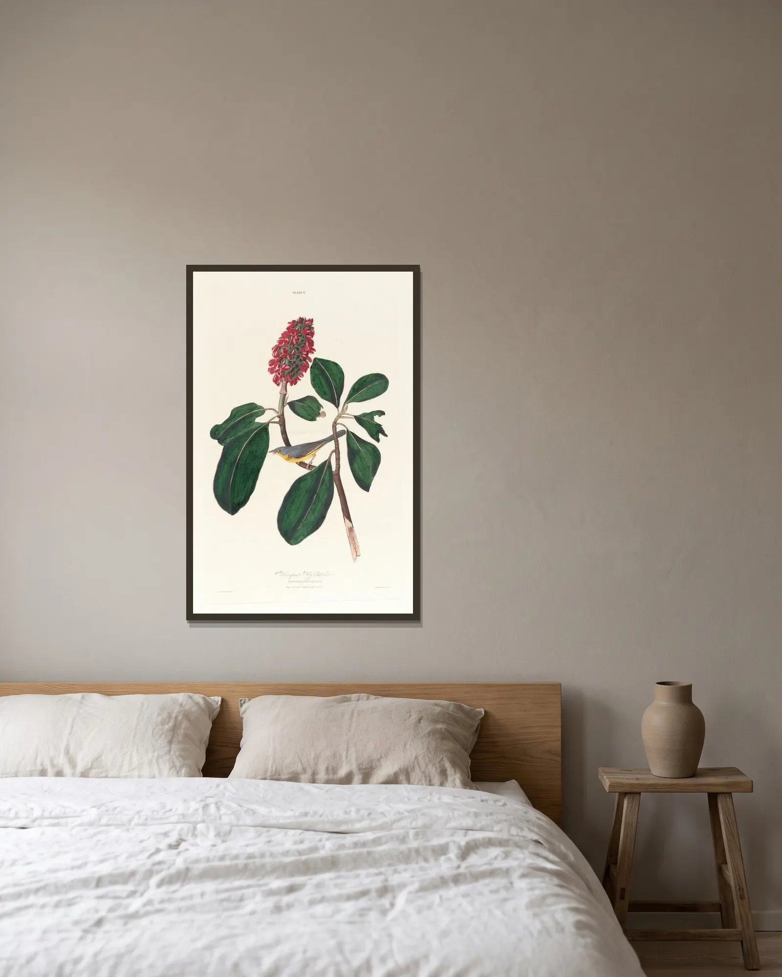Bonaparte fly catcher av John James Audubon inramad på en vägg