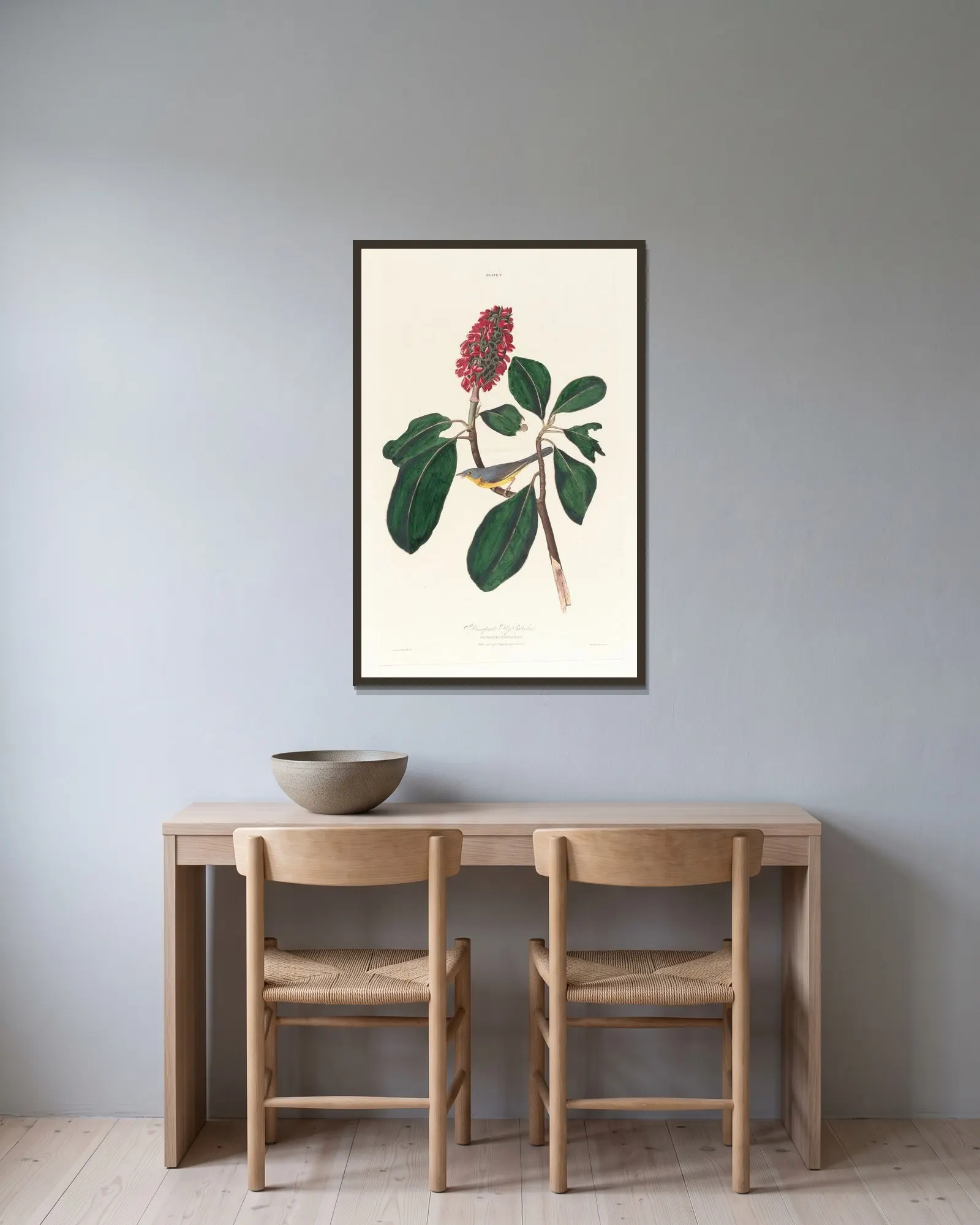 Bonaparte fly catcher av John James Audubon inramad på en vägg