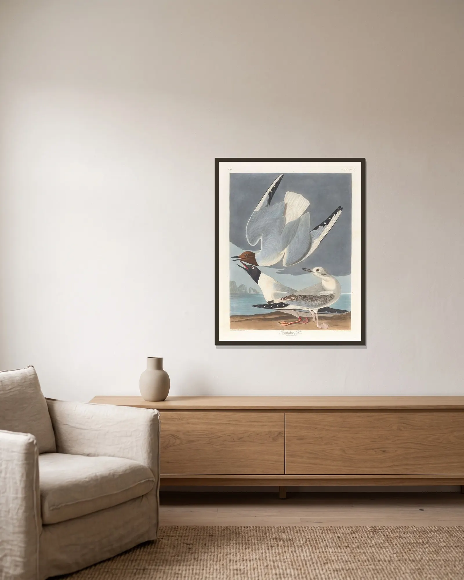 Bonapartian gull av John James Audubon inramad på en vägg