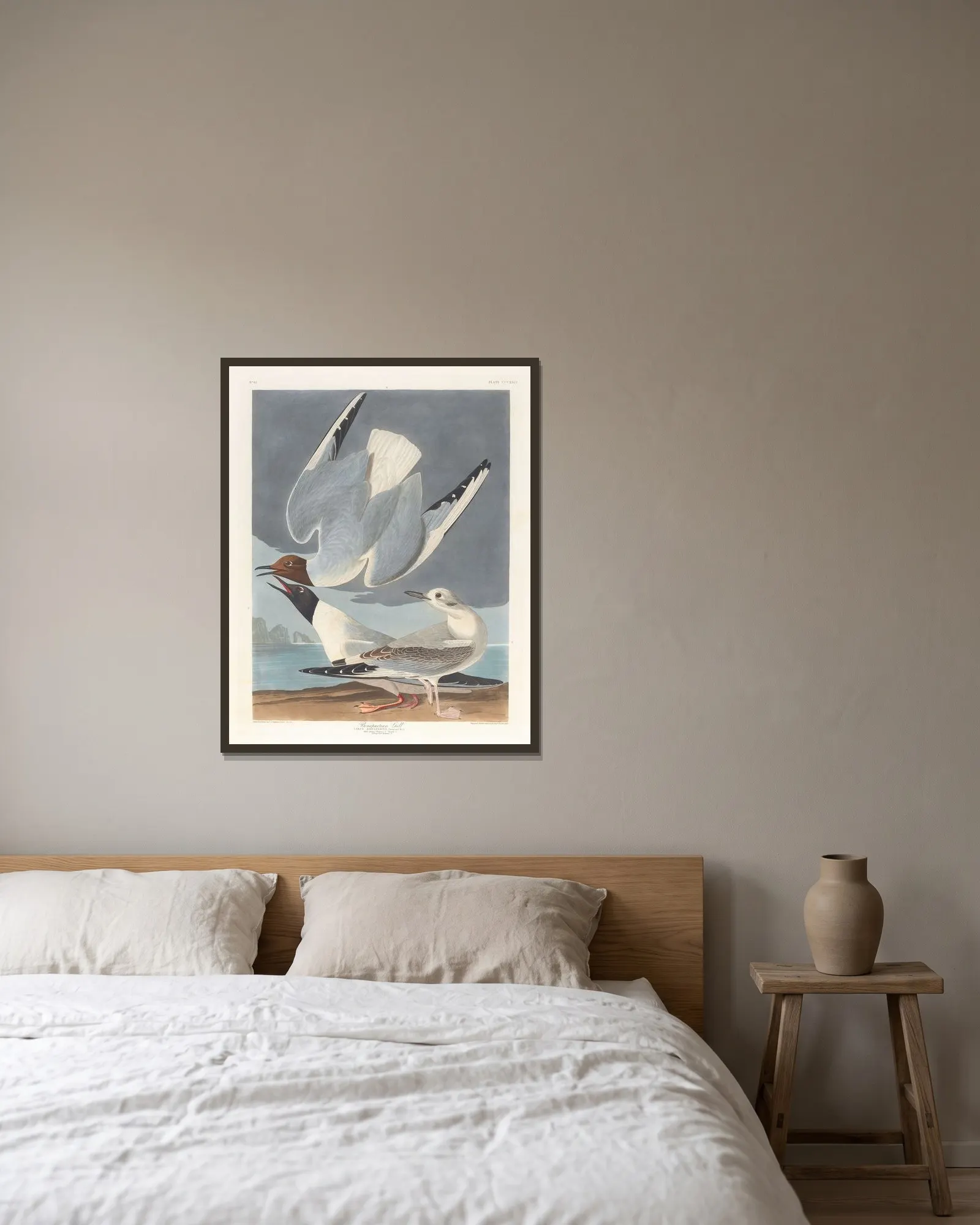 Bonapartian gull av John James Audubon inramad på en vägg