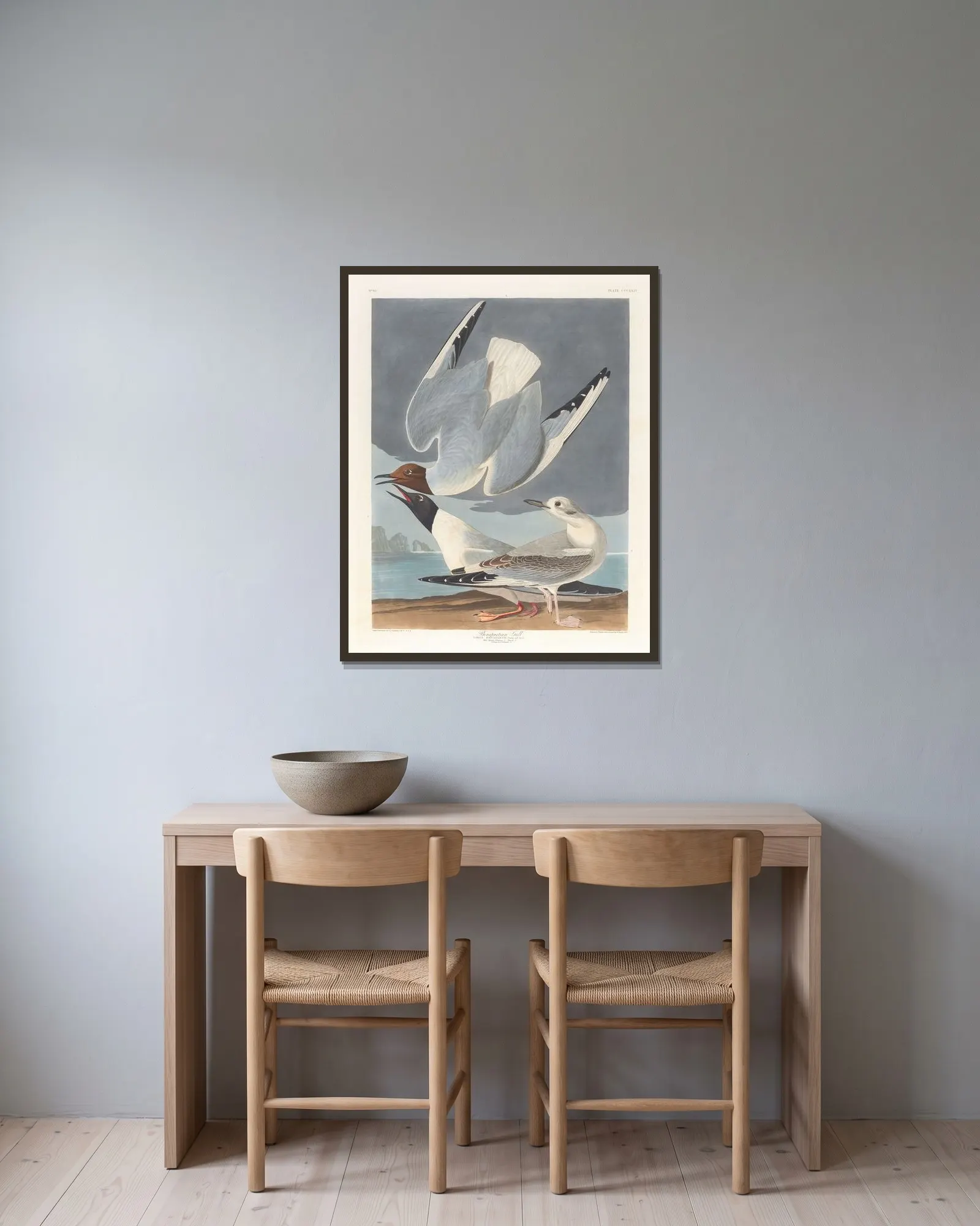 Bonapartian gull av John James Audubon inramad på en vägg