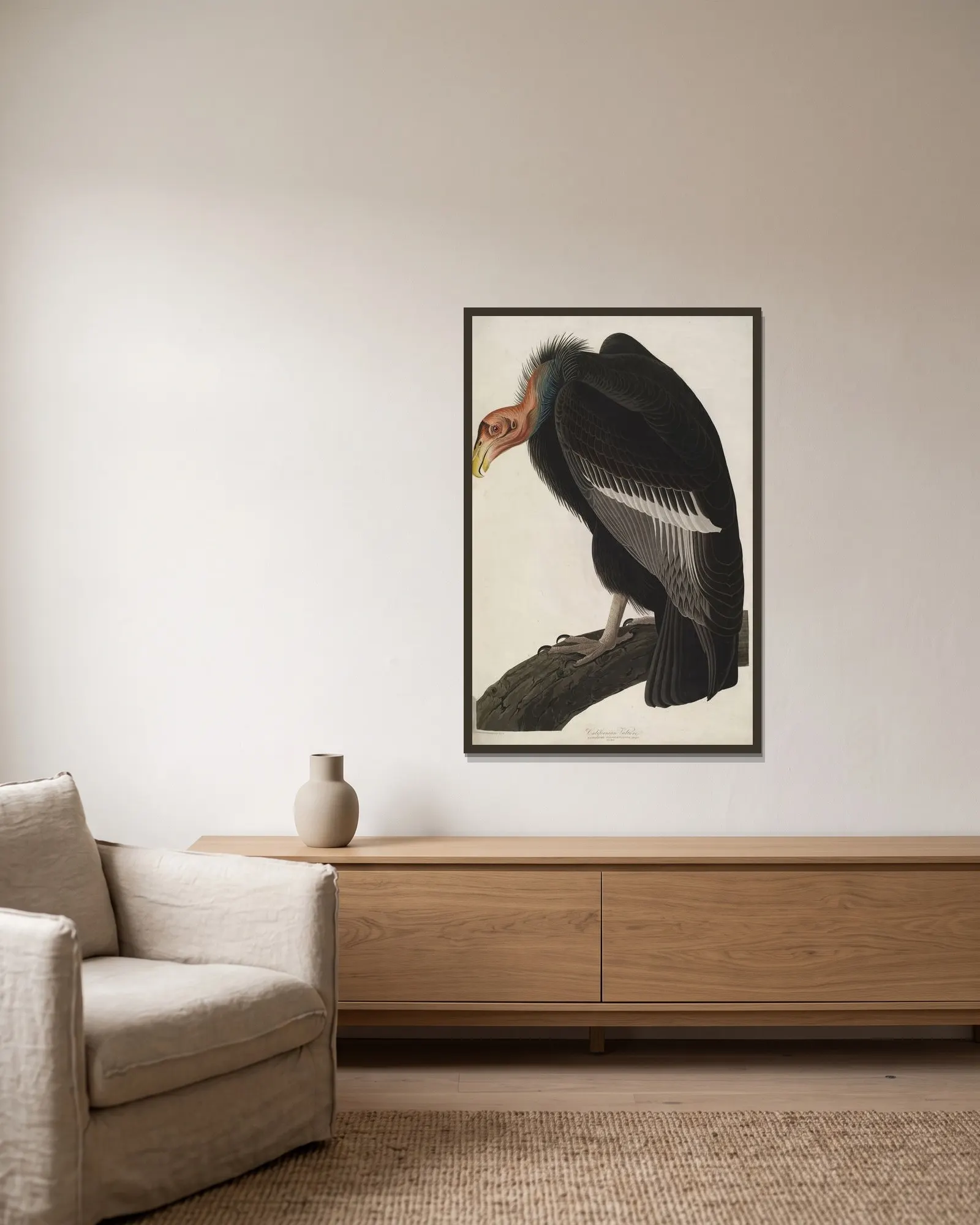 California Vulture av John James Audubon inramad på en vägg