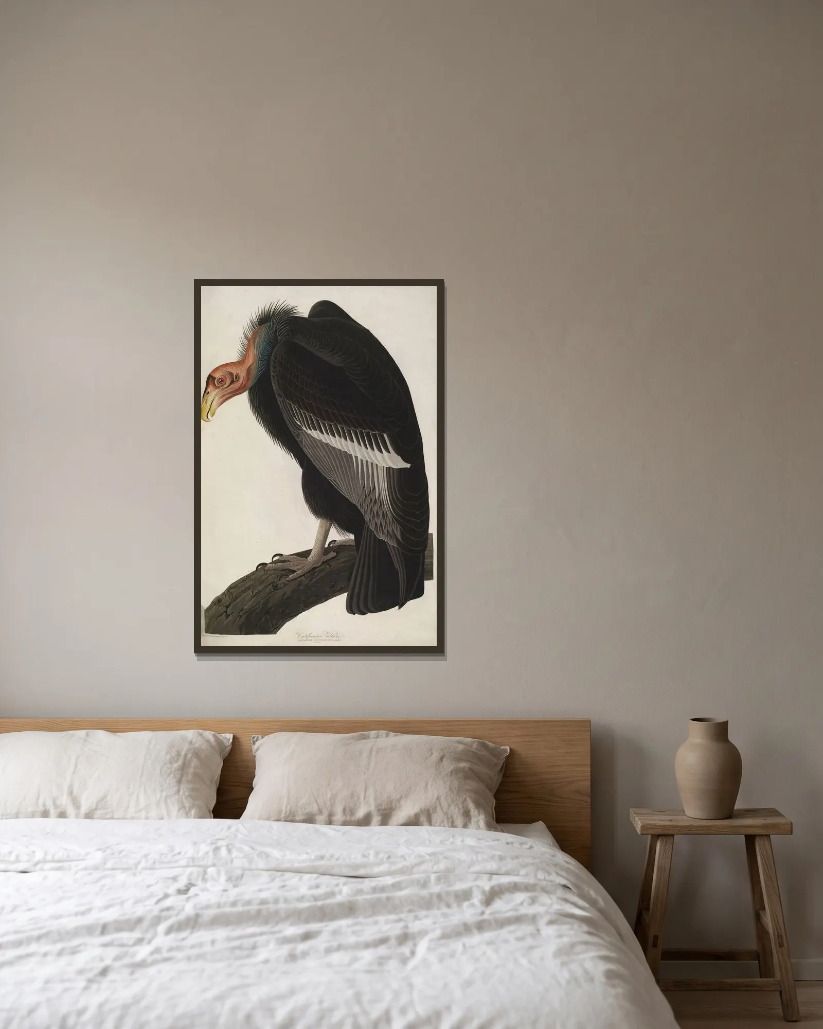 California Vulture av John James Audubon inramad på en vägg