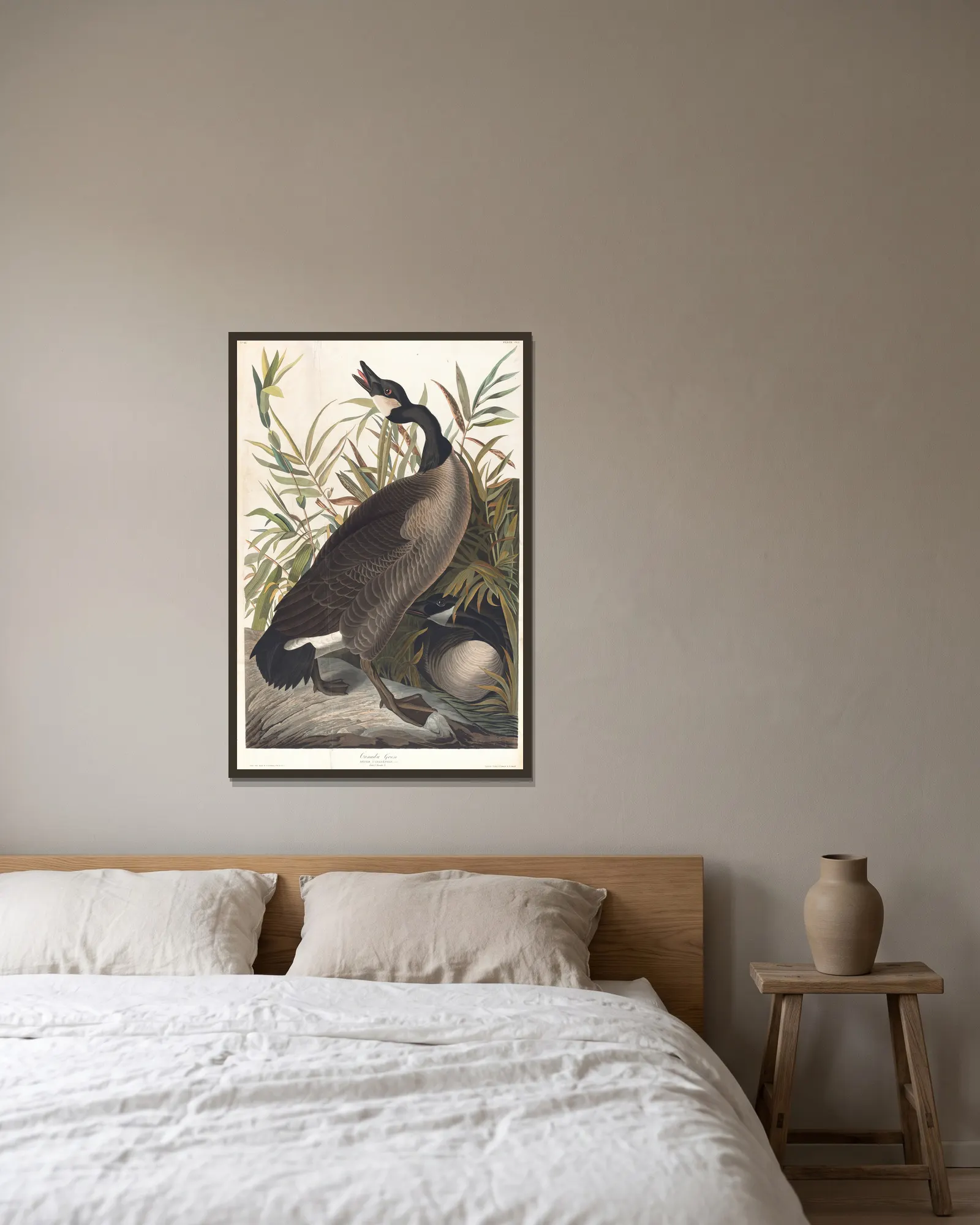 Canada goose av John James Audubon inramad på en vägg