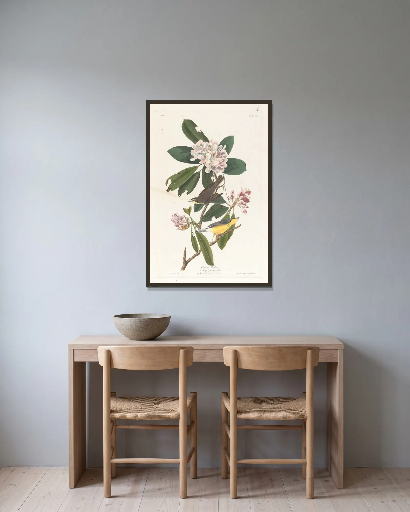 Canada warbler av John James Audubon inramad på en vägg
