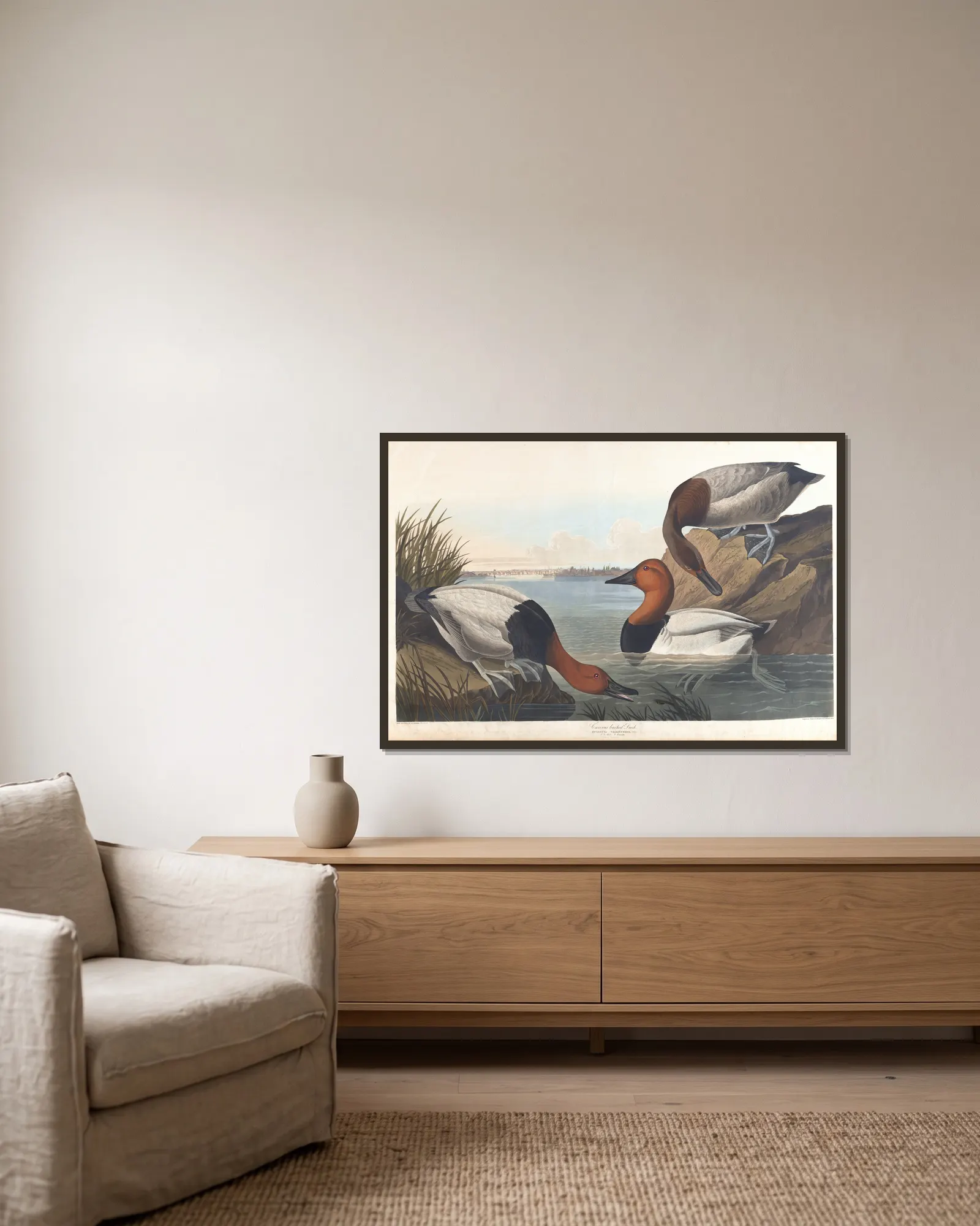 Canvas backed duck av John James Audubon inramad på en vägg