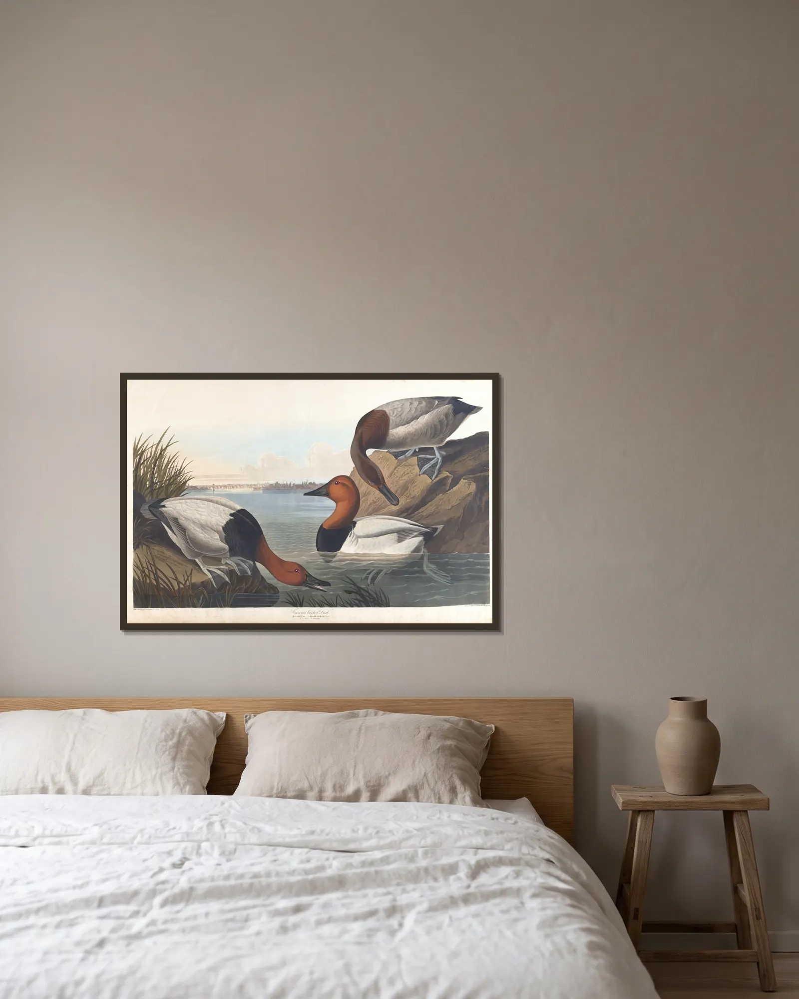 Canvas backed duck av John James Audubon inramad på en vägg