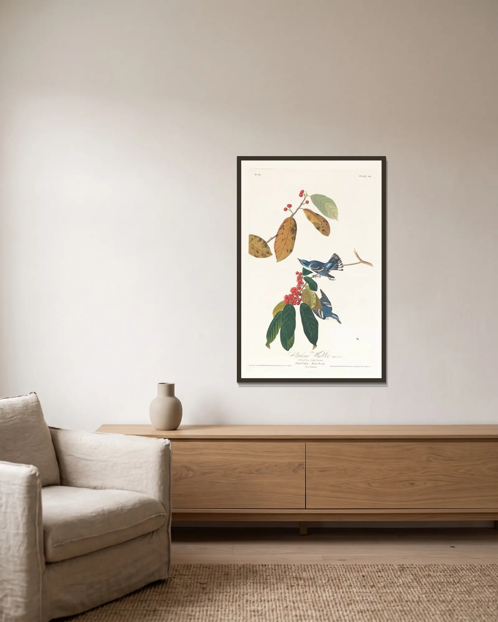 Cerulean warbler av John James Audubon inramad på en vägg