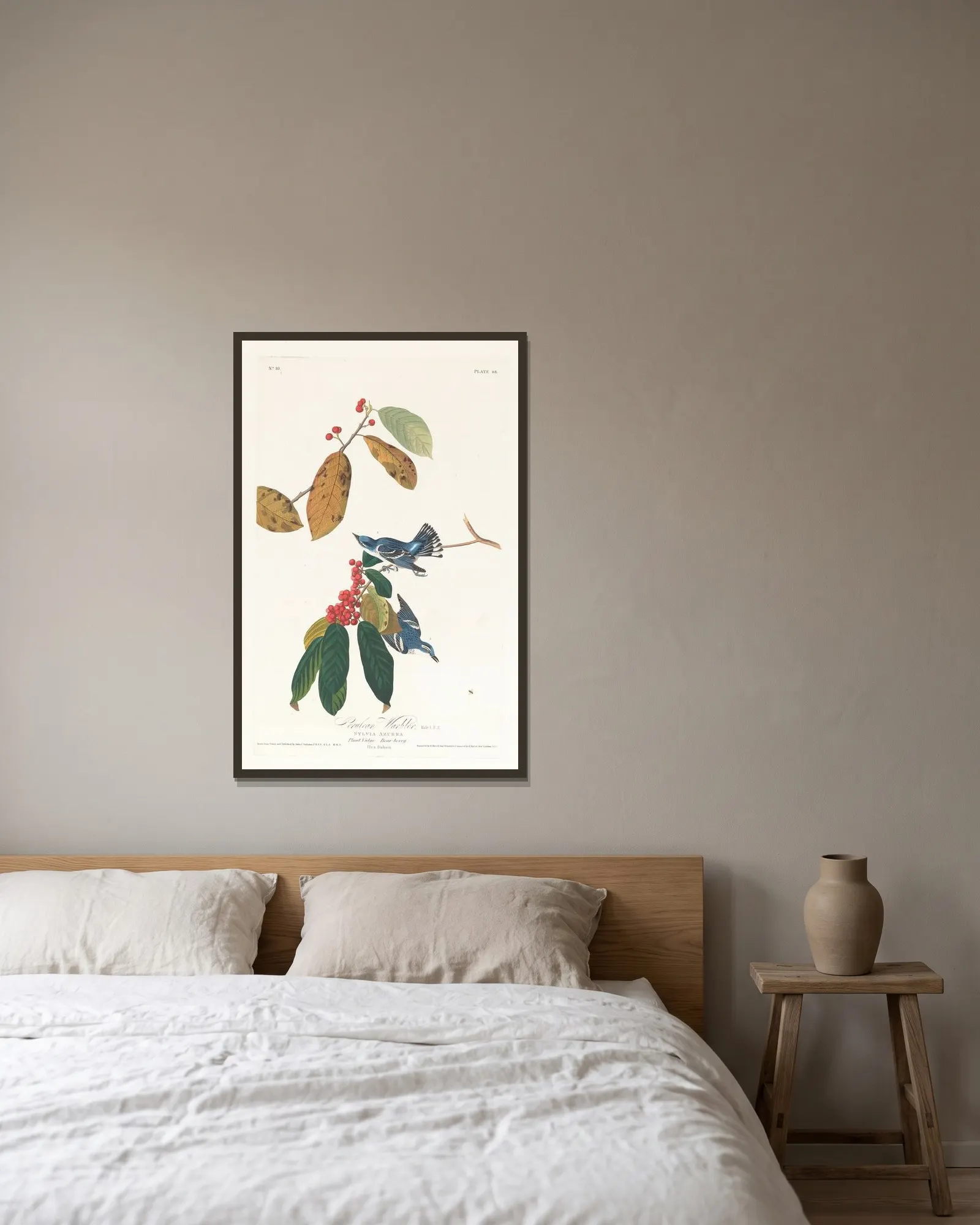 Cerulean warbler av John James Audubon inramad på en vägg