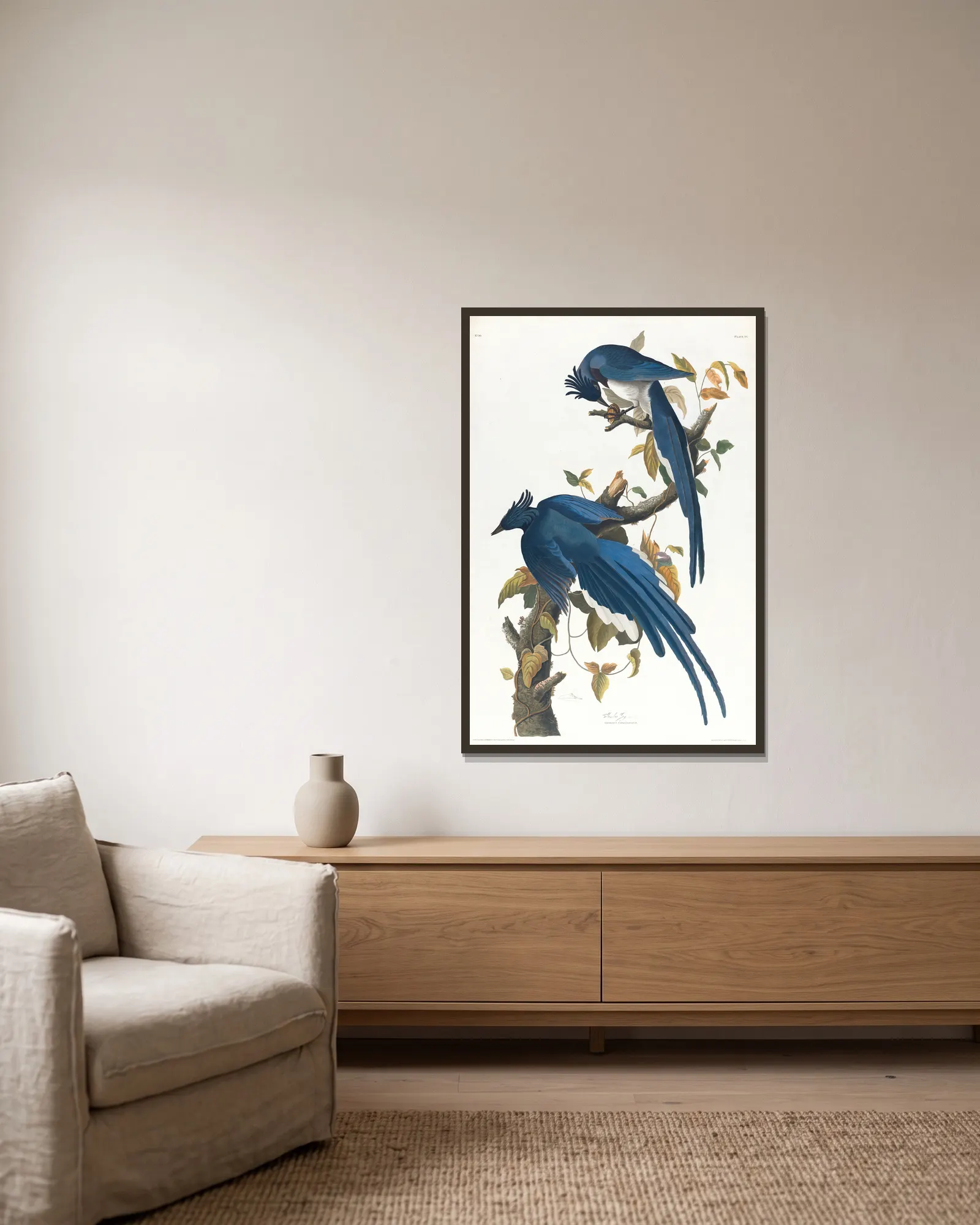 Columbia jay av John James Audubon inramad på en vägg