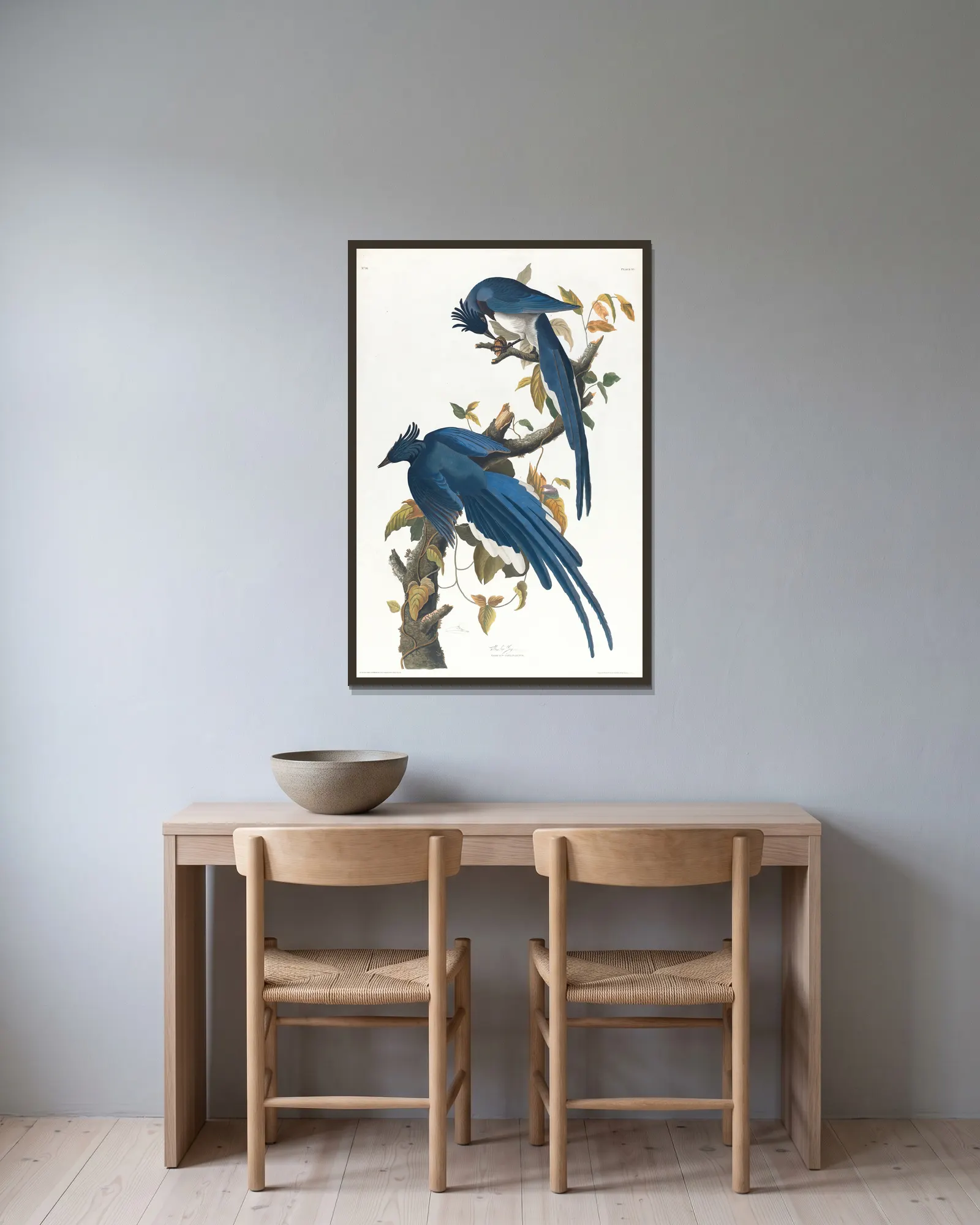 Columbia jay av John James Audubon inramad på en vägg