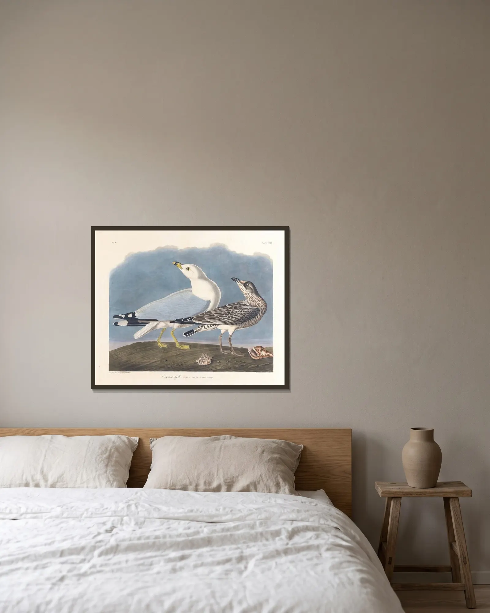 Common gull av John James Audubon inramad på en vägg
