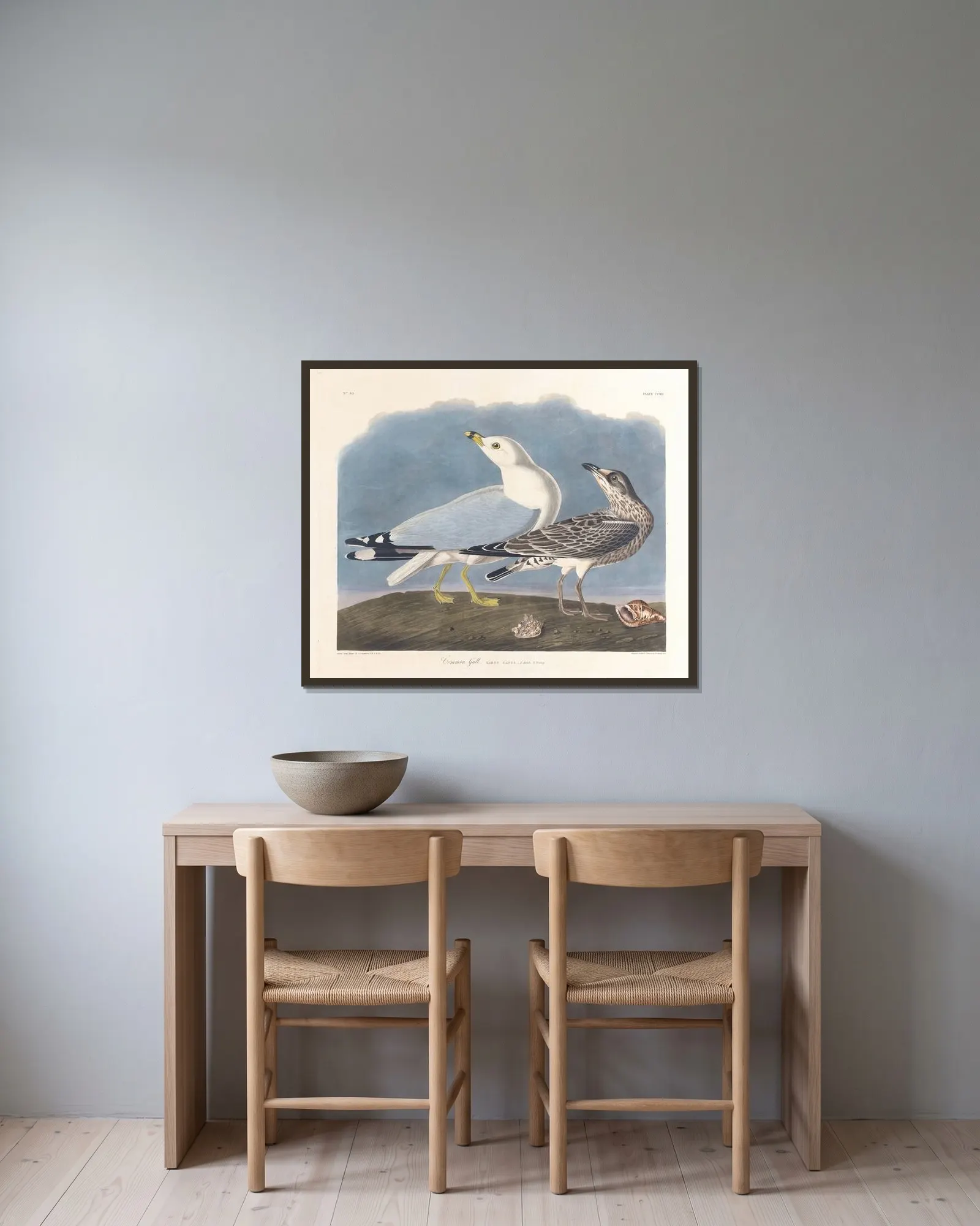 Common gull av John James Audubon inramad på en vägg