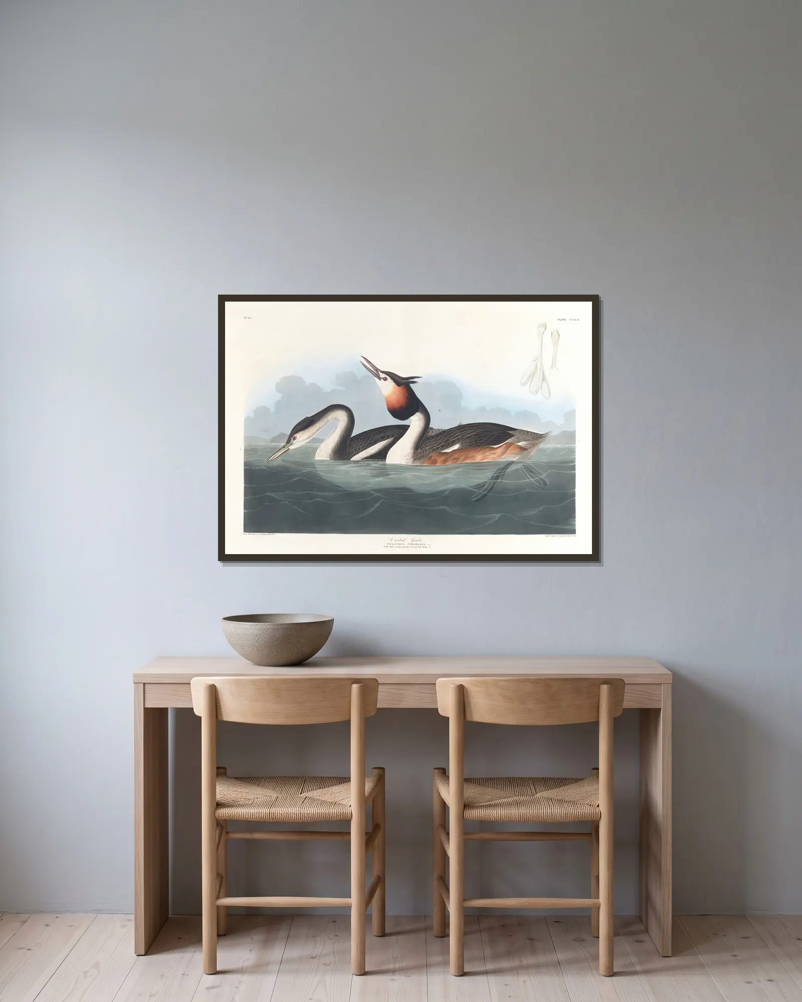 Crested grebe av John James Audubon inramad på en vägg