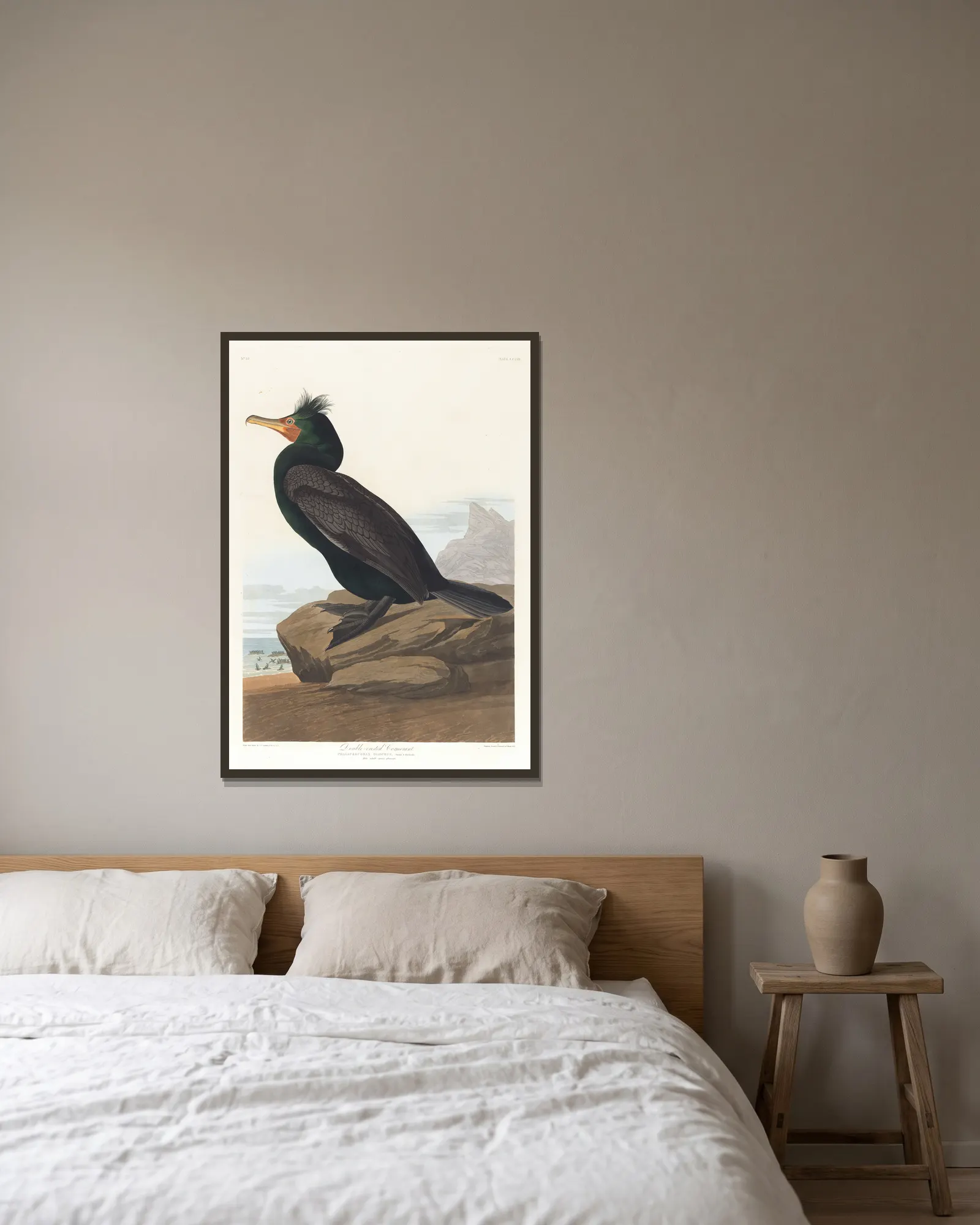 Double-crested cormorant av John James Audubon inramad på en vägg