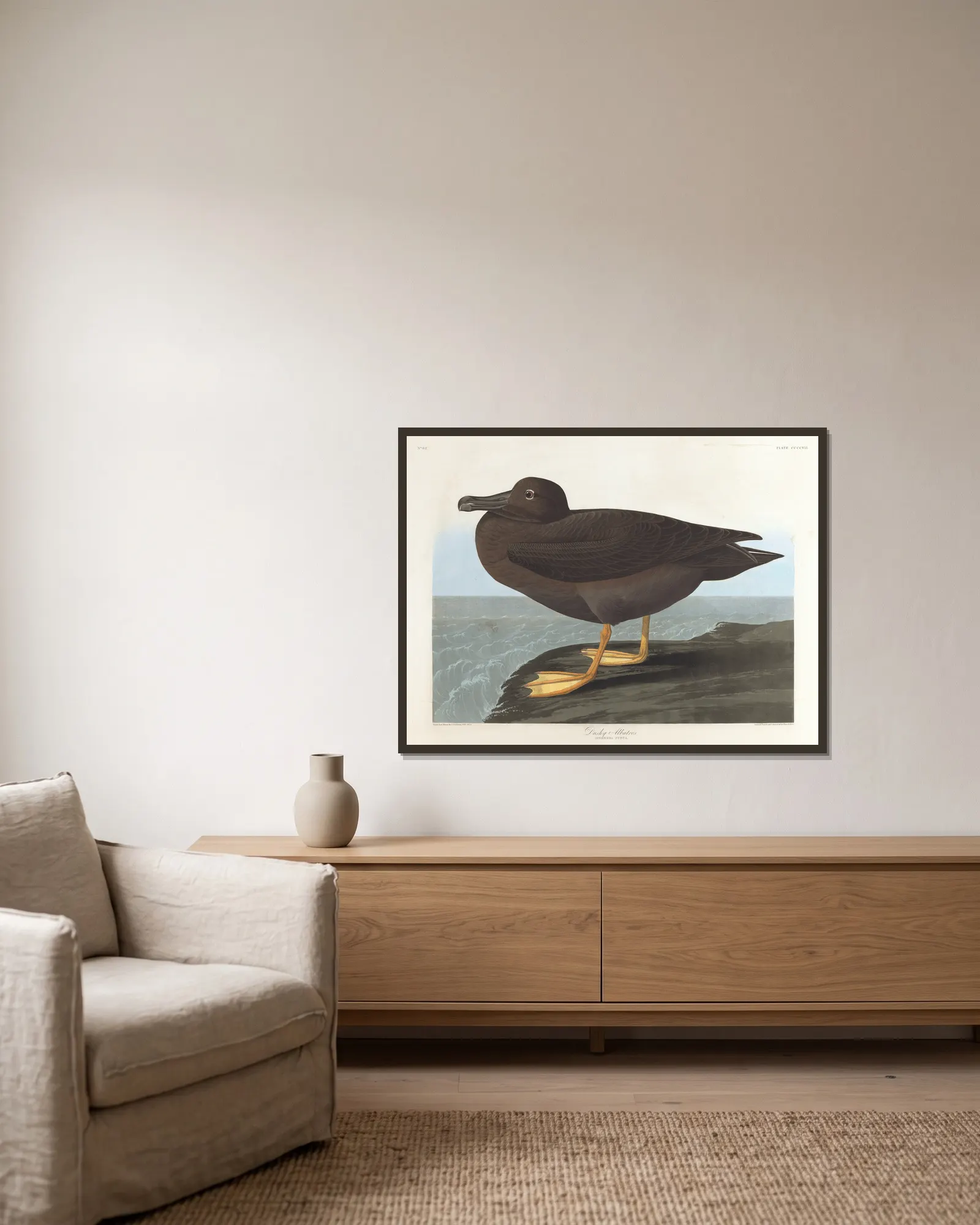 Dusky albatros av John James Audubon inramad på en vägg