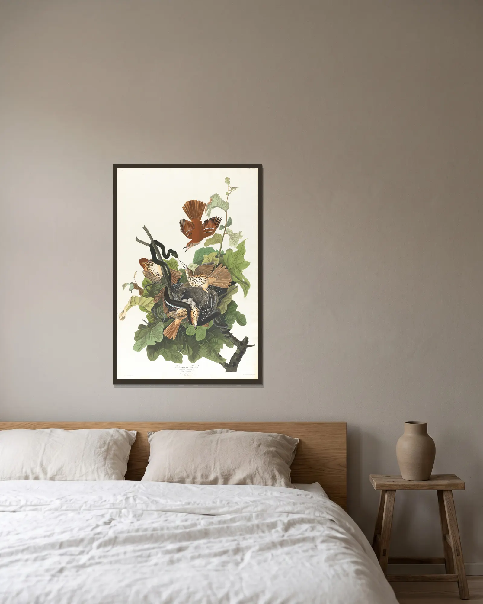 Ferruginous thrush av John James Audubon inramad på en vägg