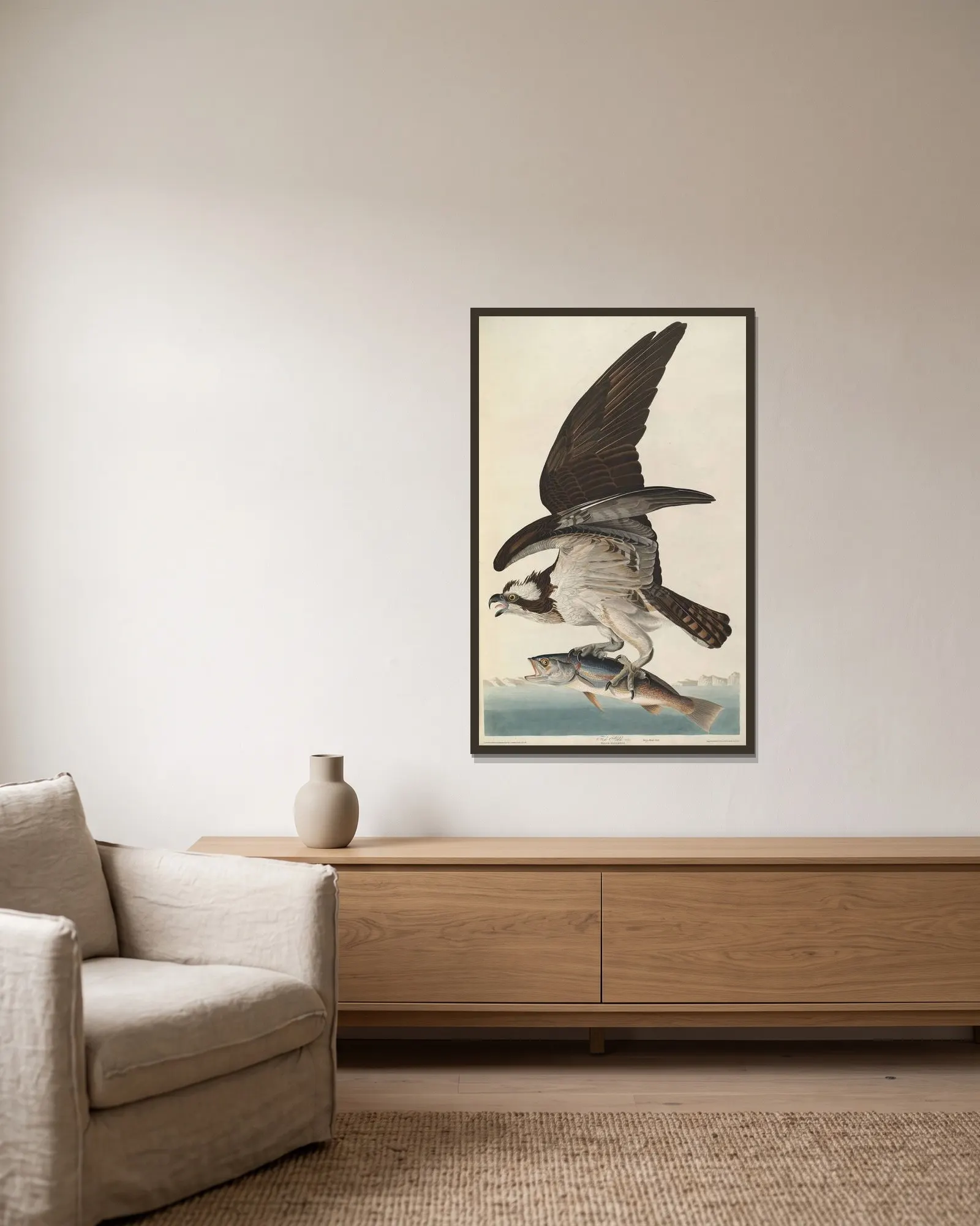 Fish Hawk av John James Audubon inramad på en vägg
