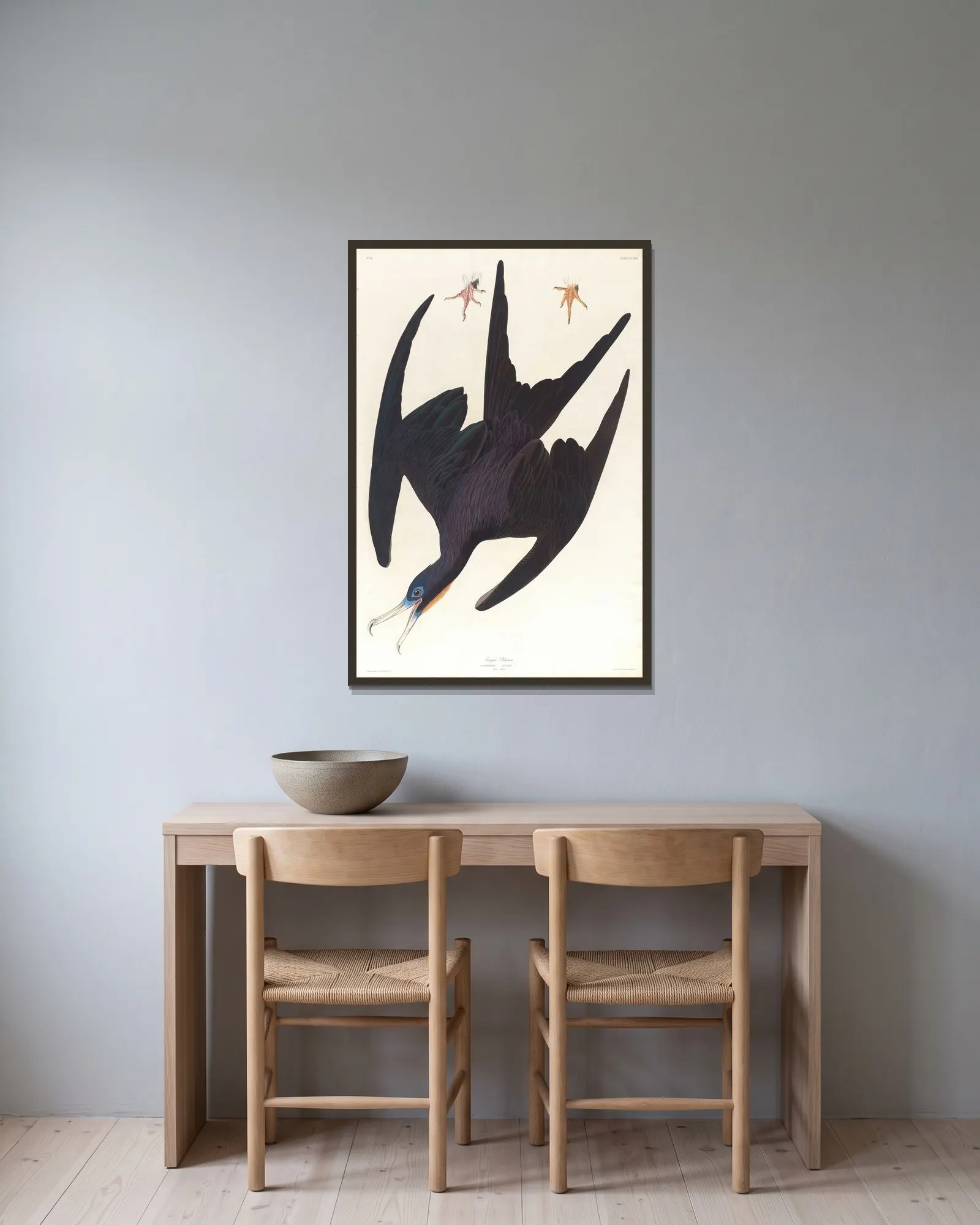 Frigate pelican av John James Audubon inramad på en vägg