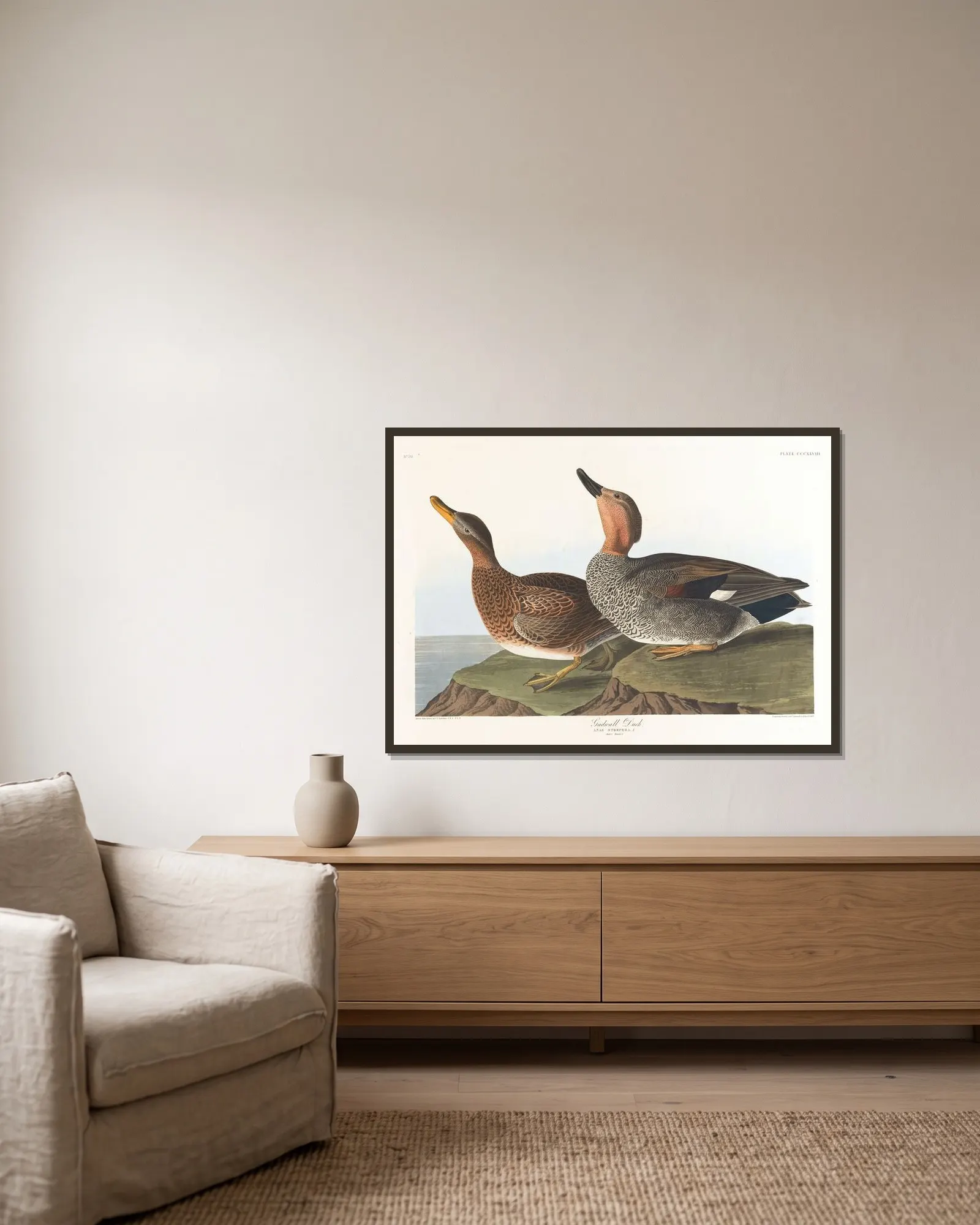 Gadwall duck av John James Audubon inramad på en vägg