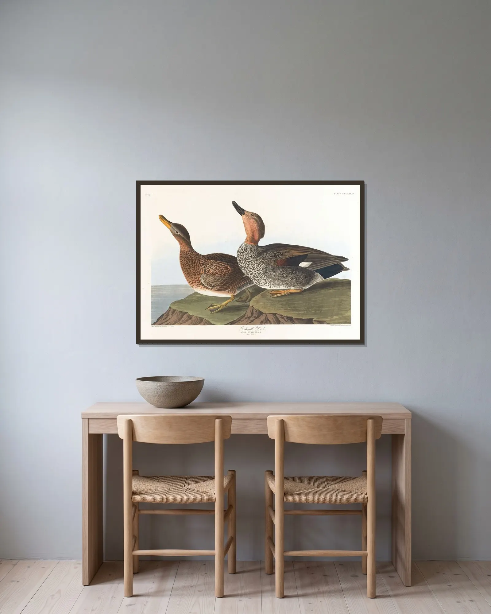 Gadwall duck av John James Audubon inramad på en vägg