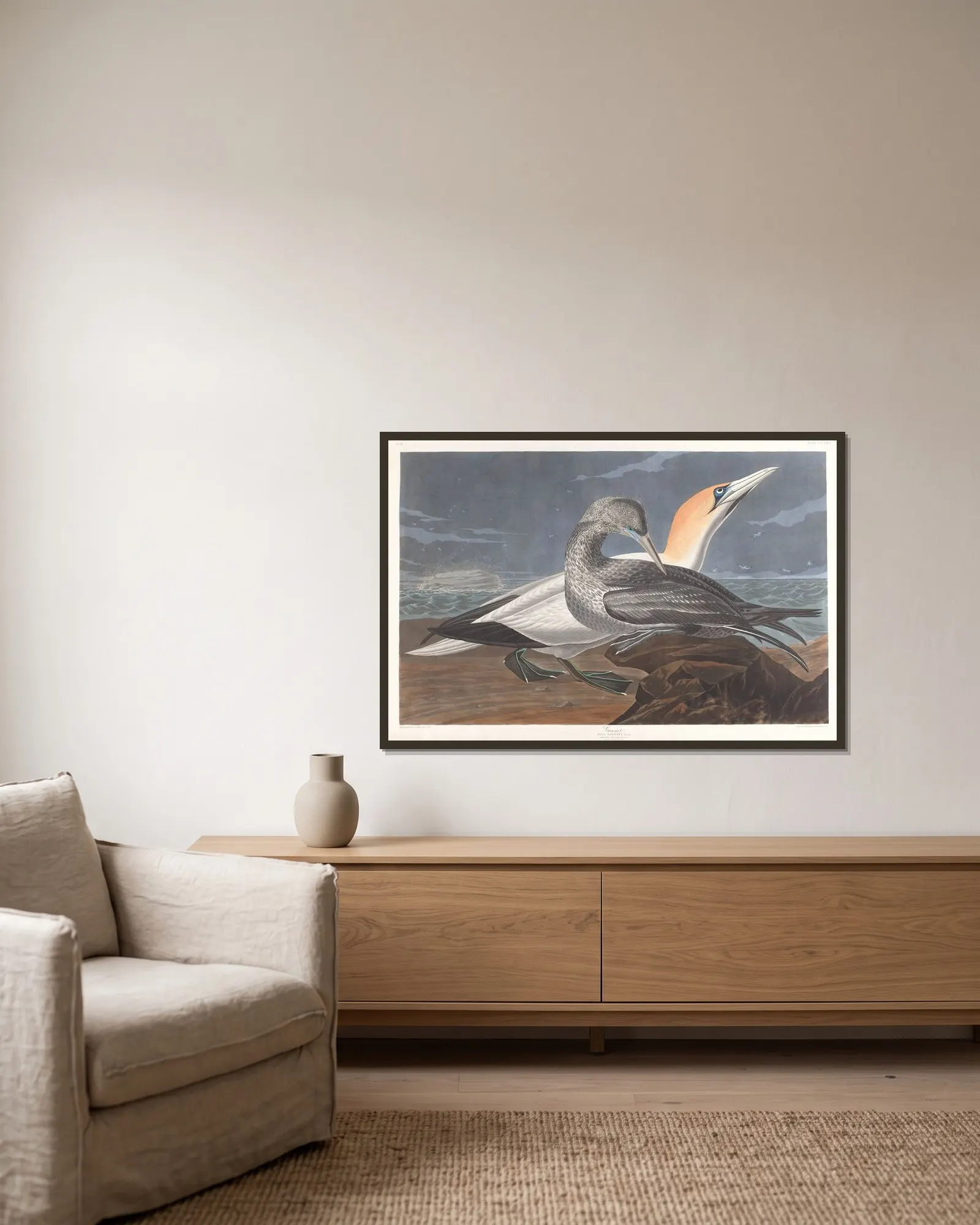 Gannet av John James Audubon inramad på en vägg