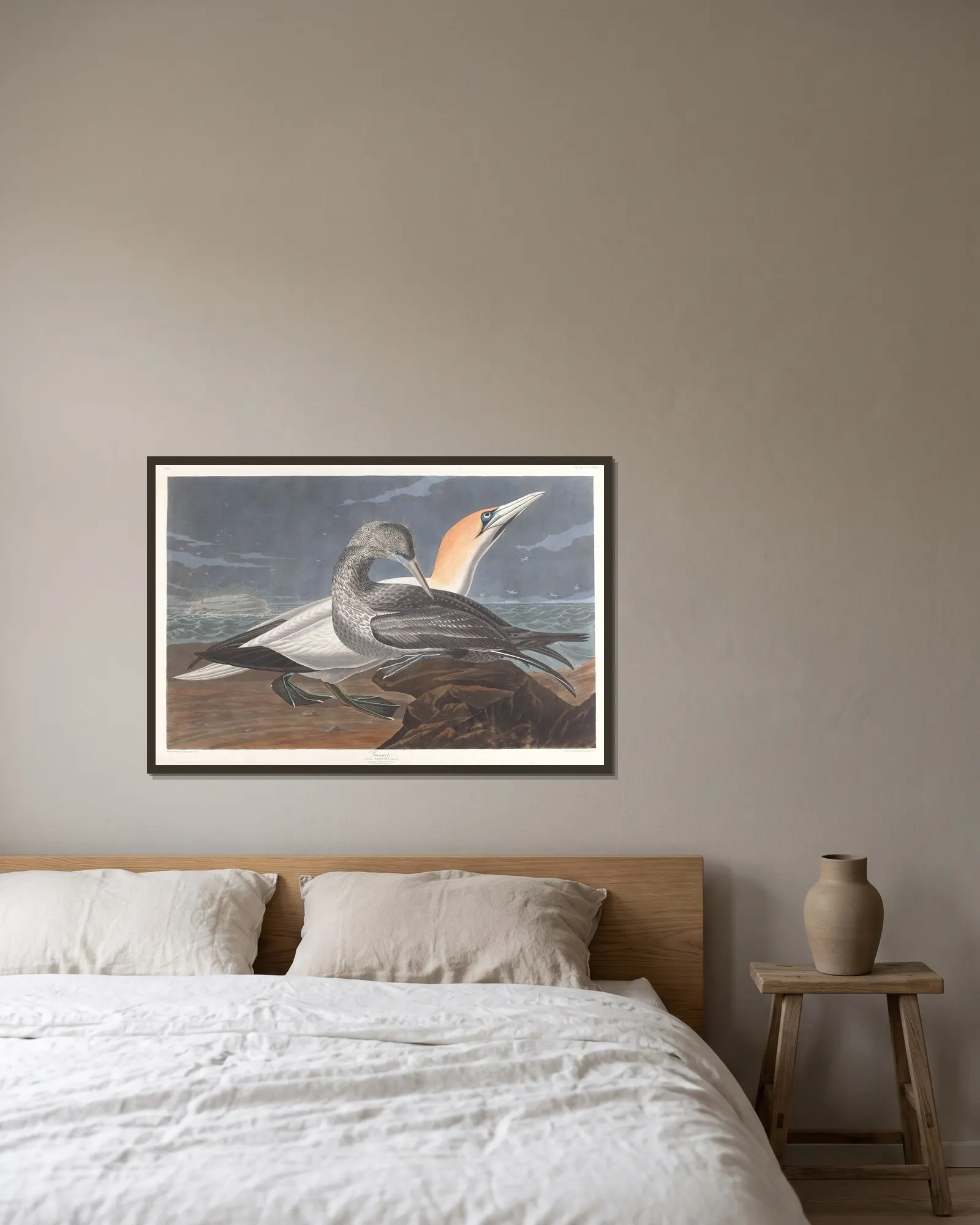 Gannet av John James Audubon inramad på en vägg