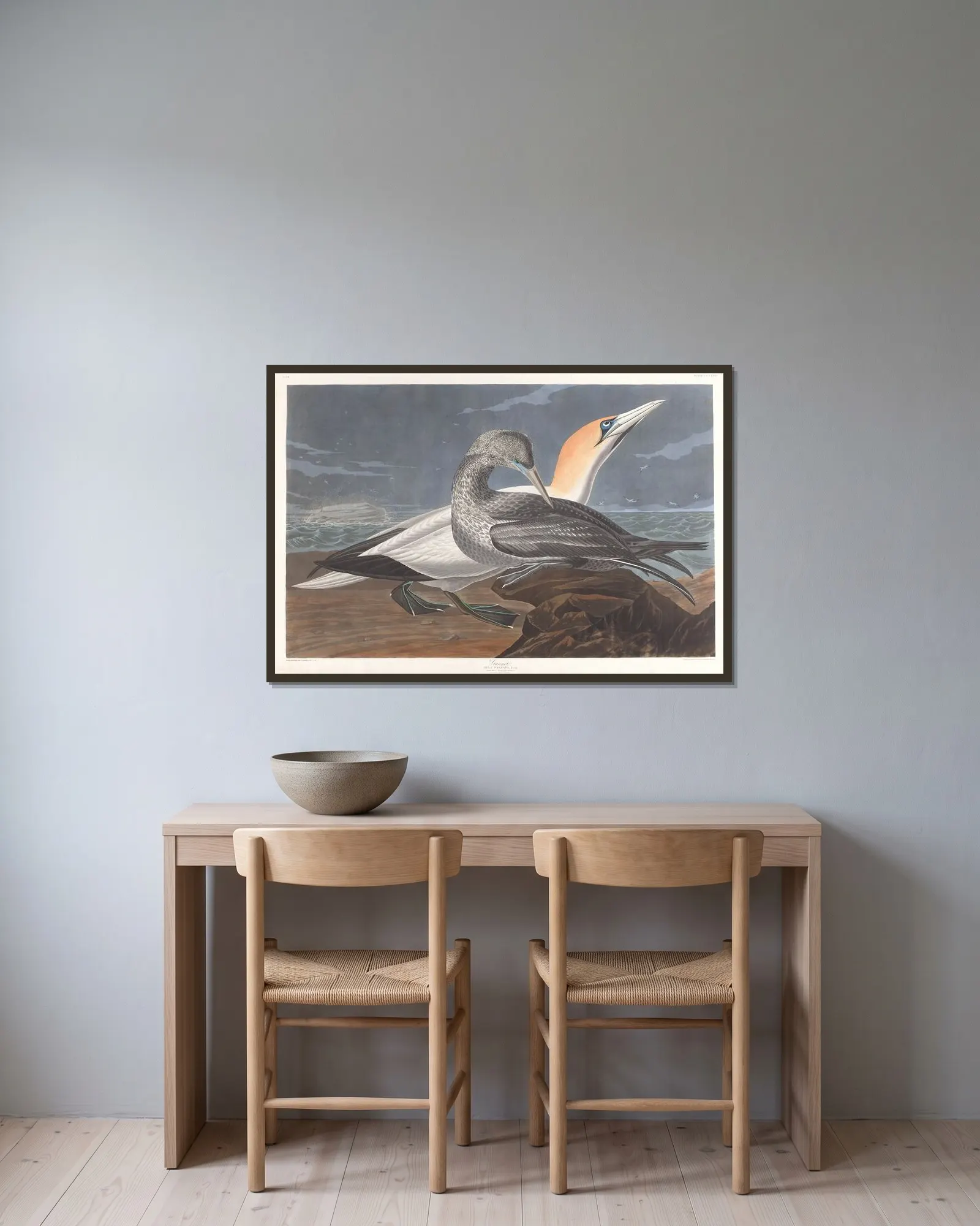 Gannet av John James Audubon inramad på en vägg