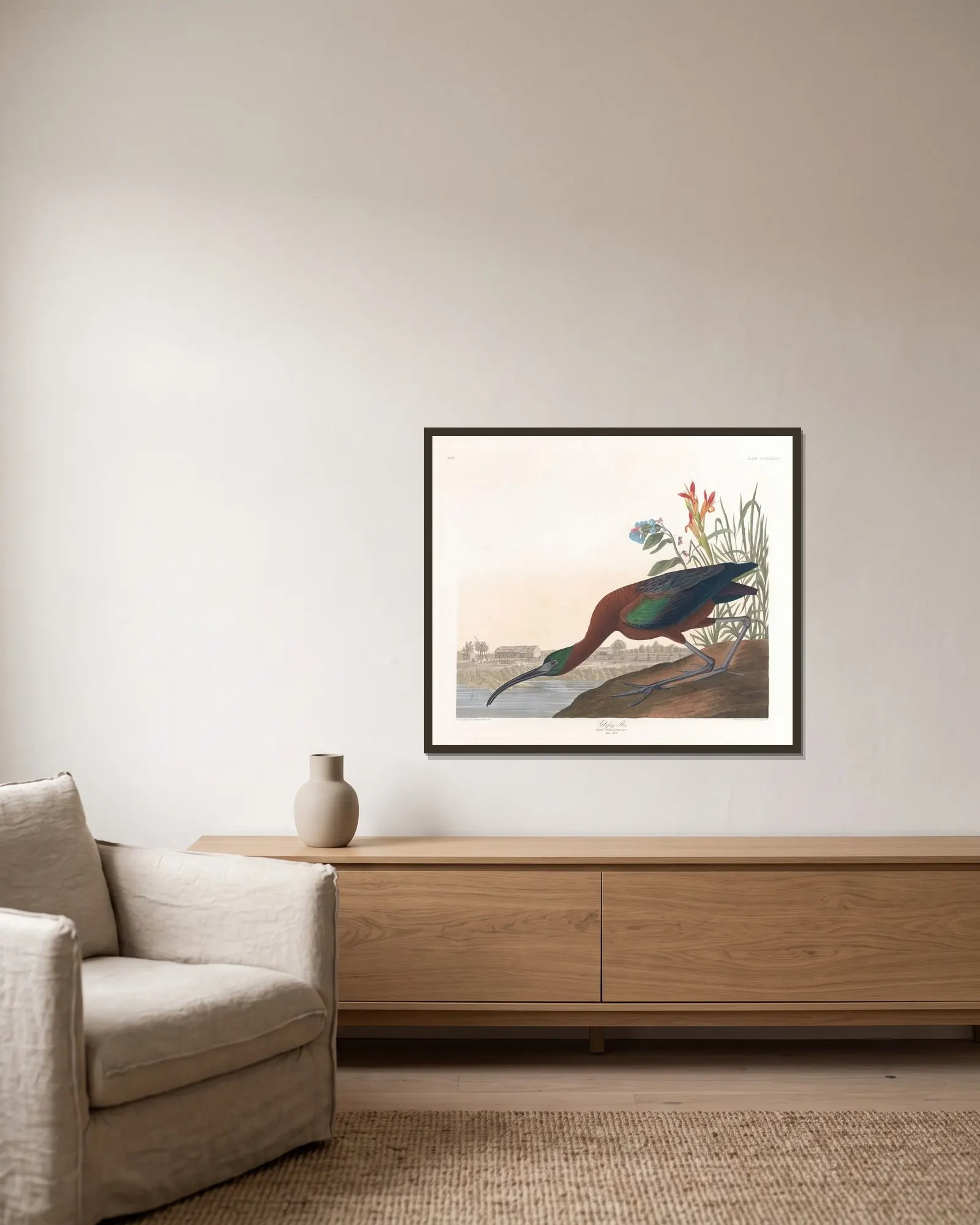 Glossy ibis av John James Audubon inramad på en vägg