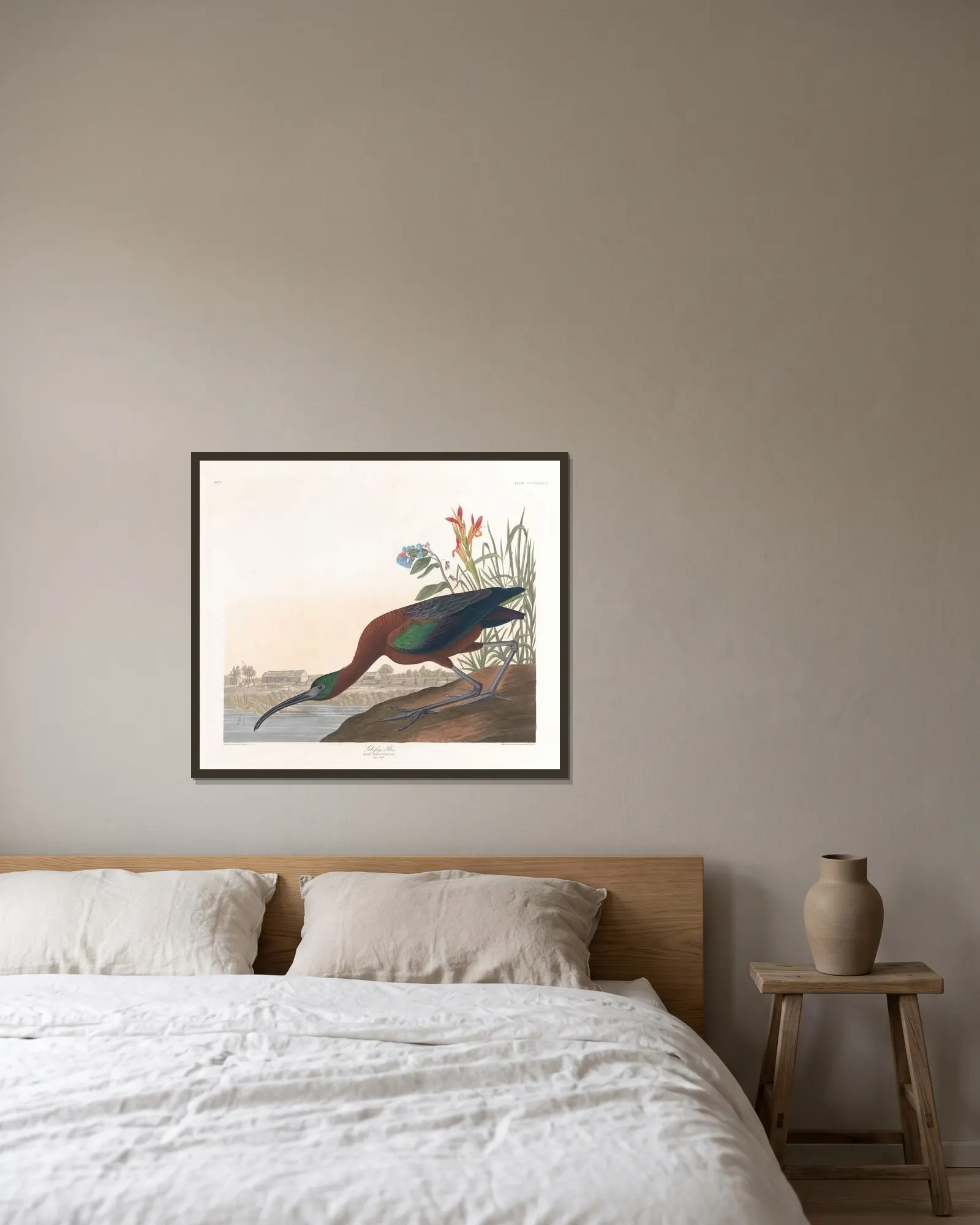 Glossy ibis av John James Audubon inramad på en vägg