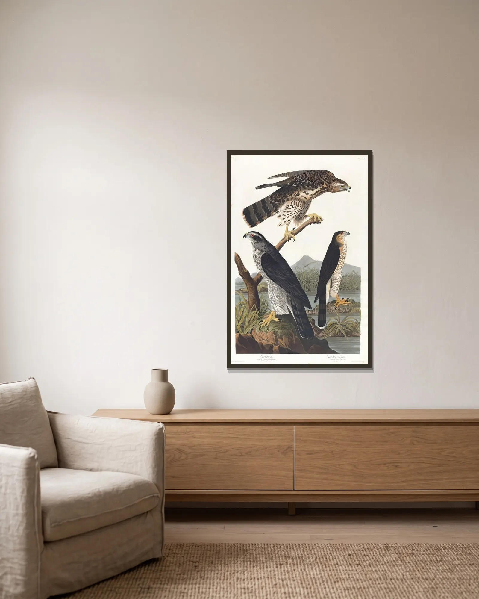 Goshawk, Stanley hawk av John James Audubon inramad på en vägg