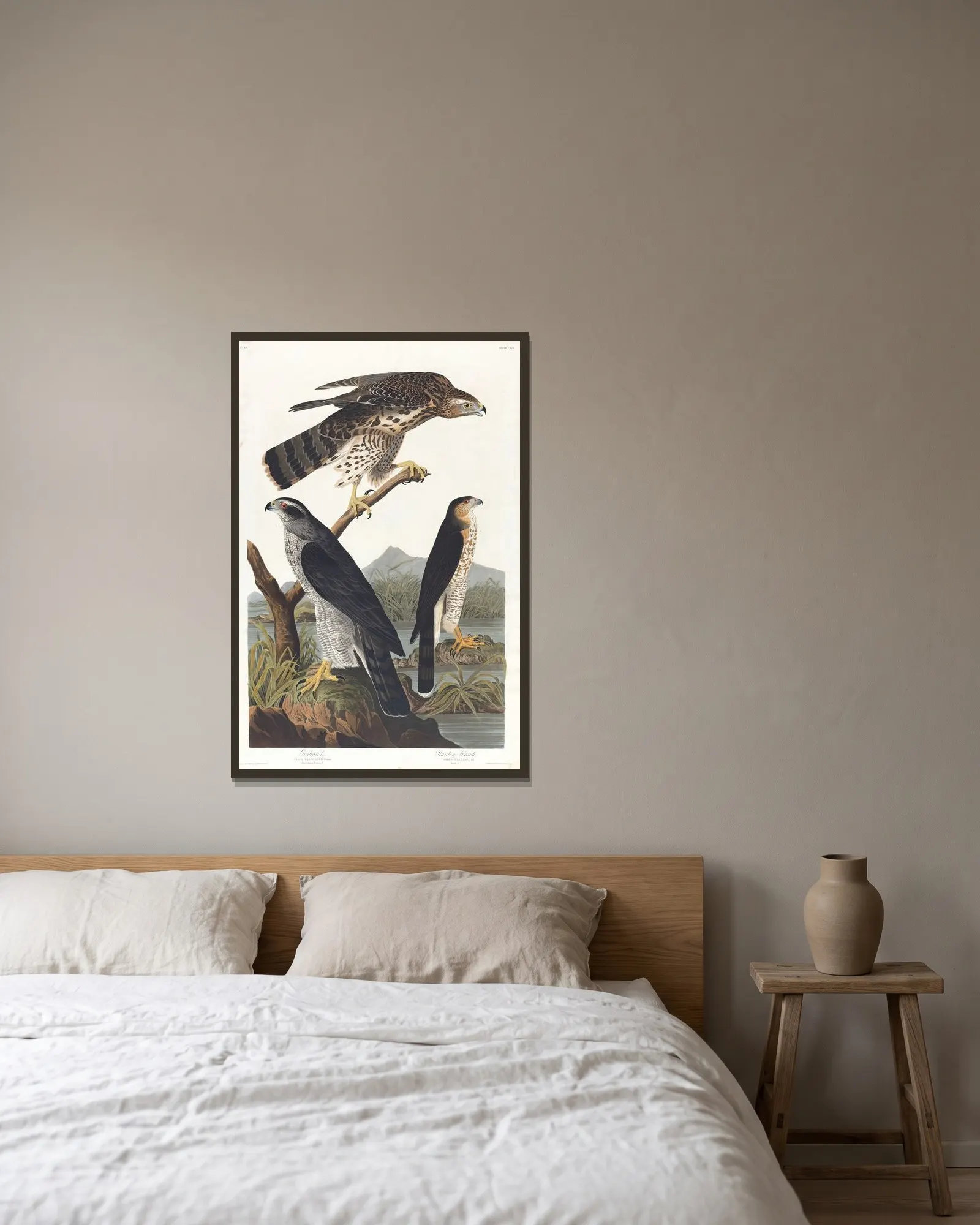 Goshawk, Stanley hawk av John James Audubon inramad på en vägg