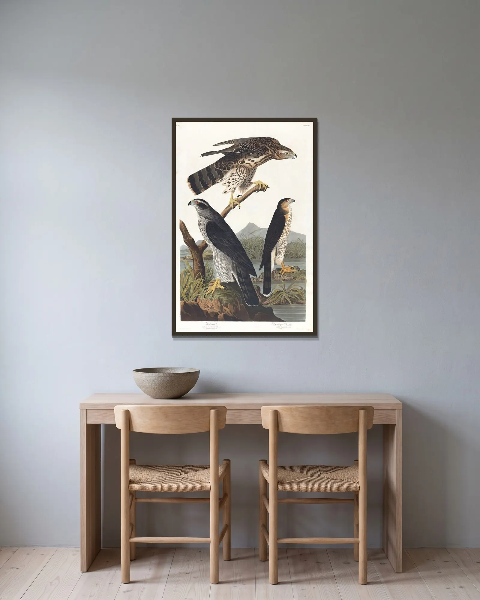 Goshawk, Stanley hawk av John James Audubon inramad på en vägg