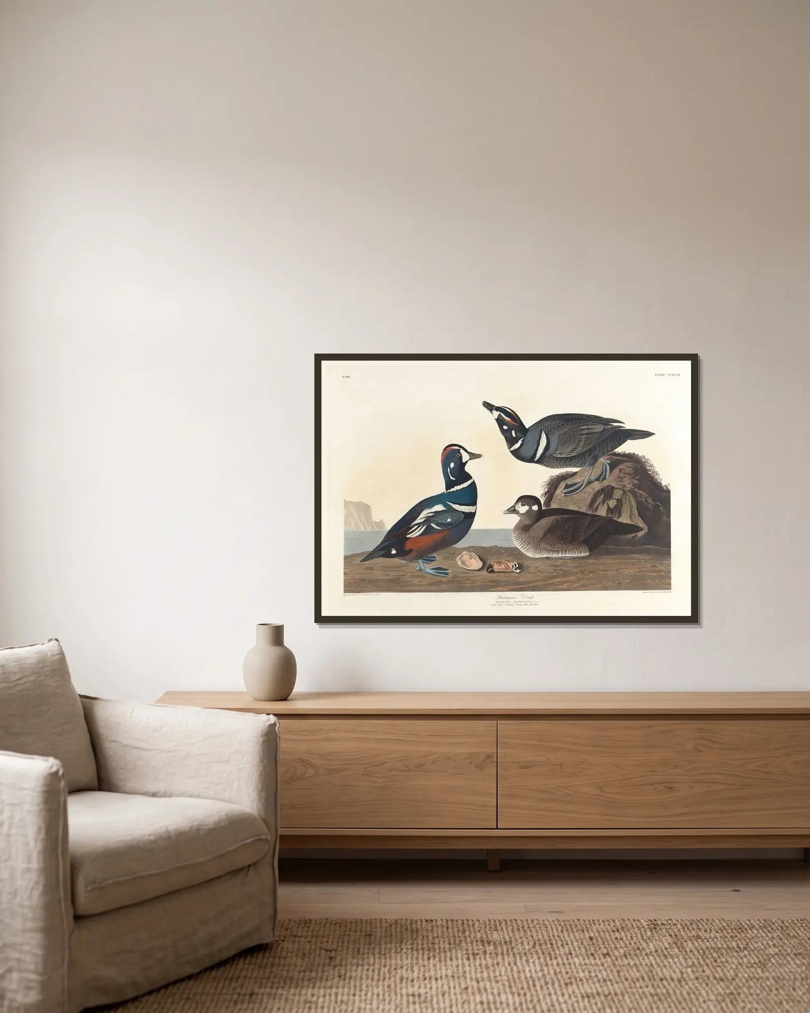 Harlequin duck av John James Audubon inramad på en vägg