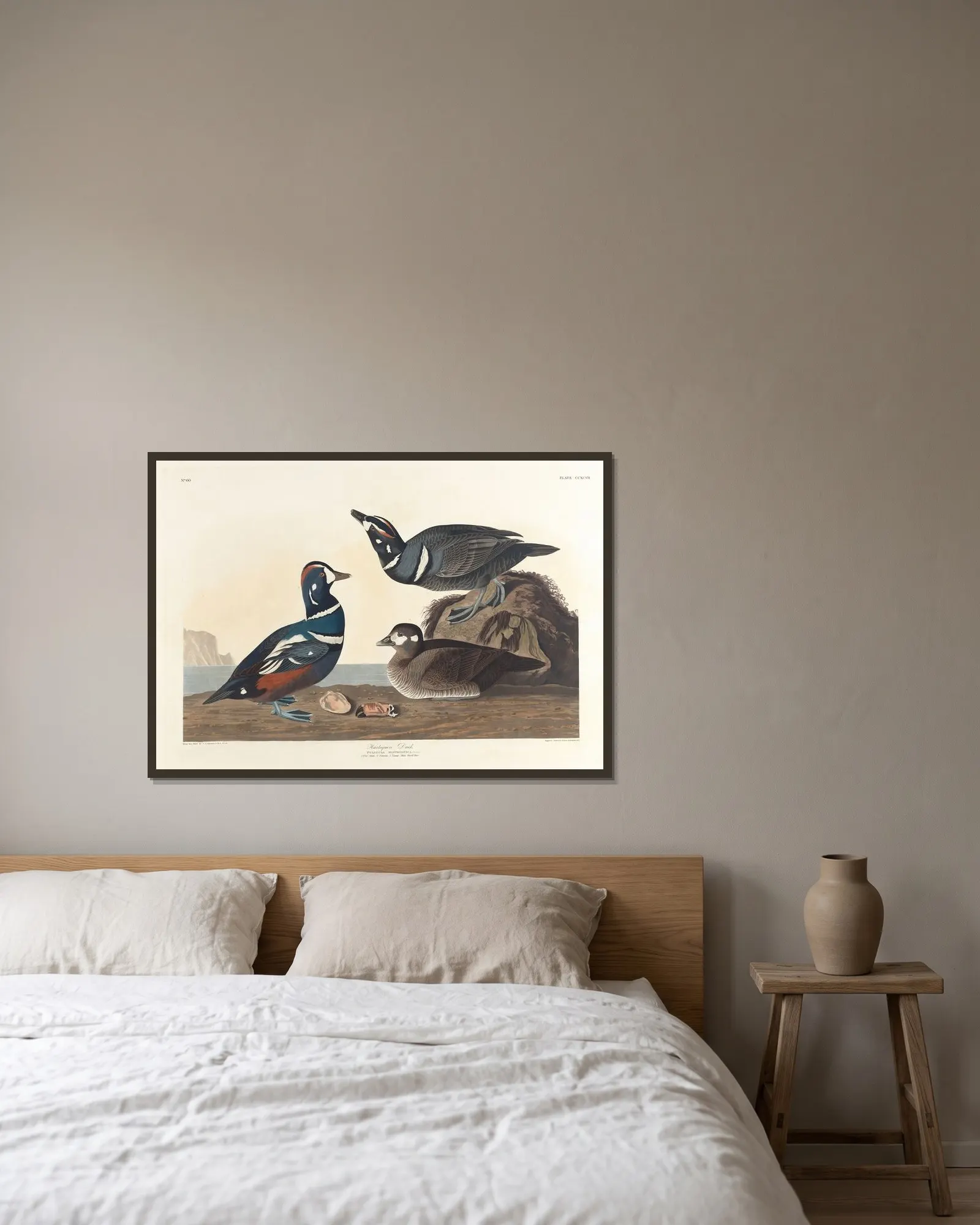 Harlequin duck av John James Audubon inramad på en vägg