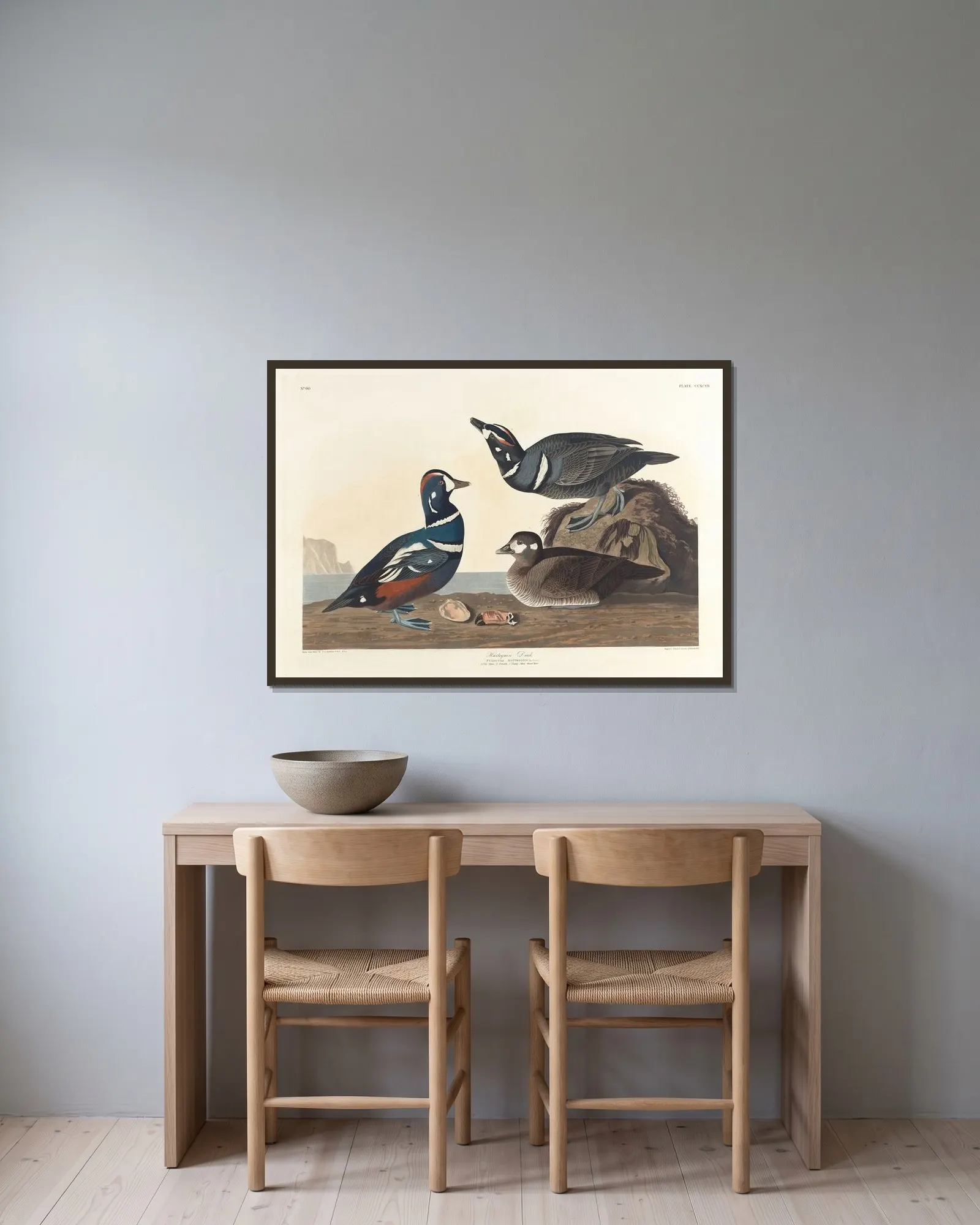 Harlequin duck av John James Audubon inramad på en vägg