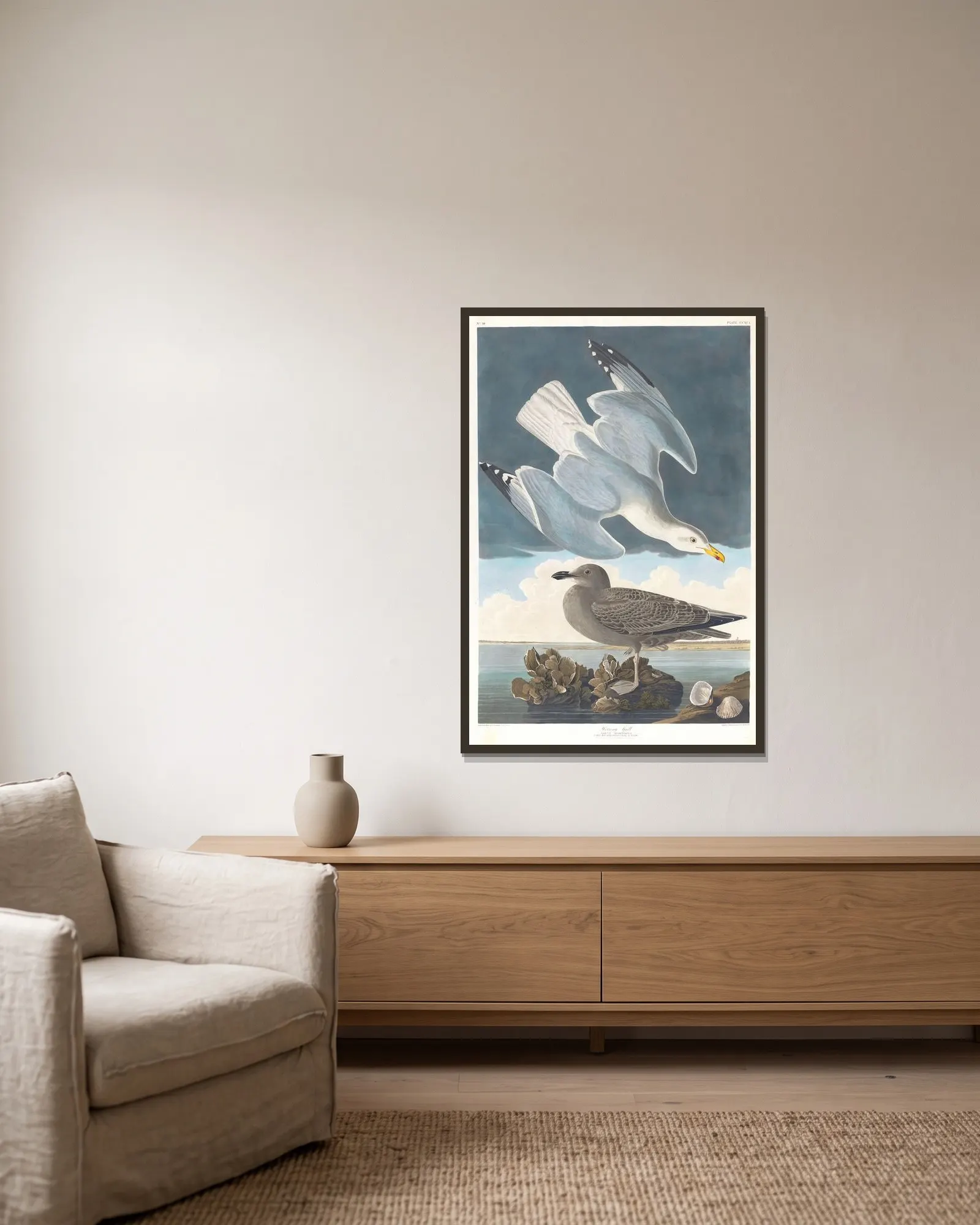 Herring gull av John James Audubon inramad på en vägg