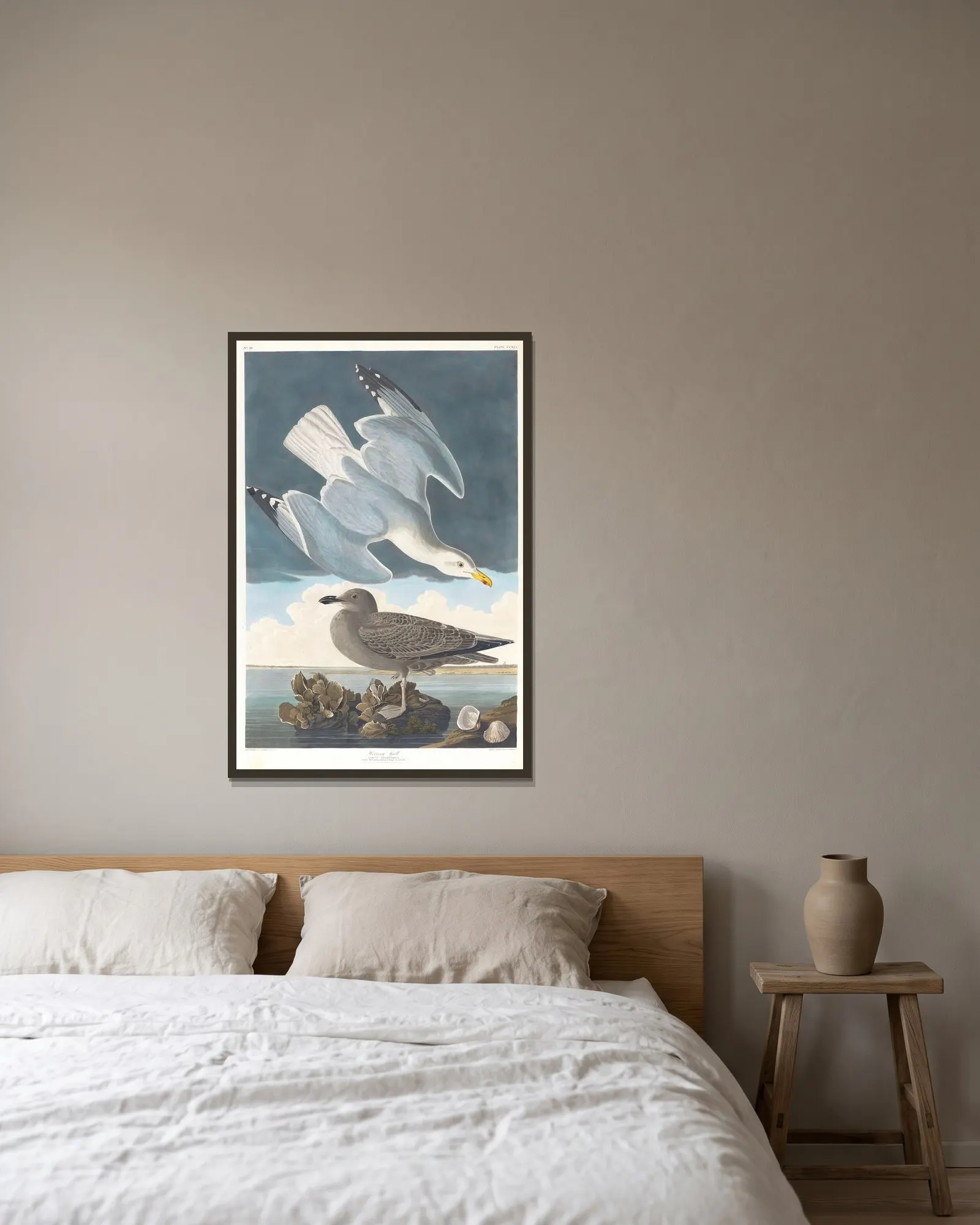 Herring gull av John James Audubon inramad på en vägg