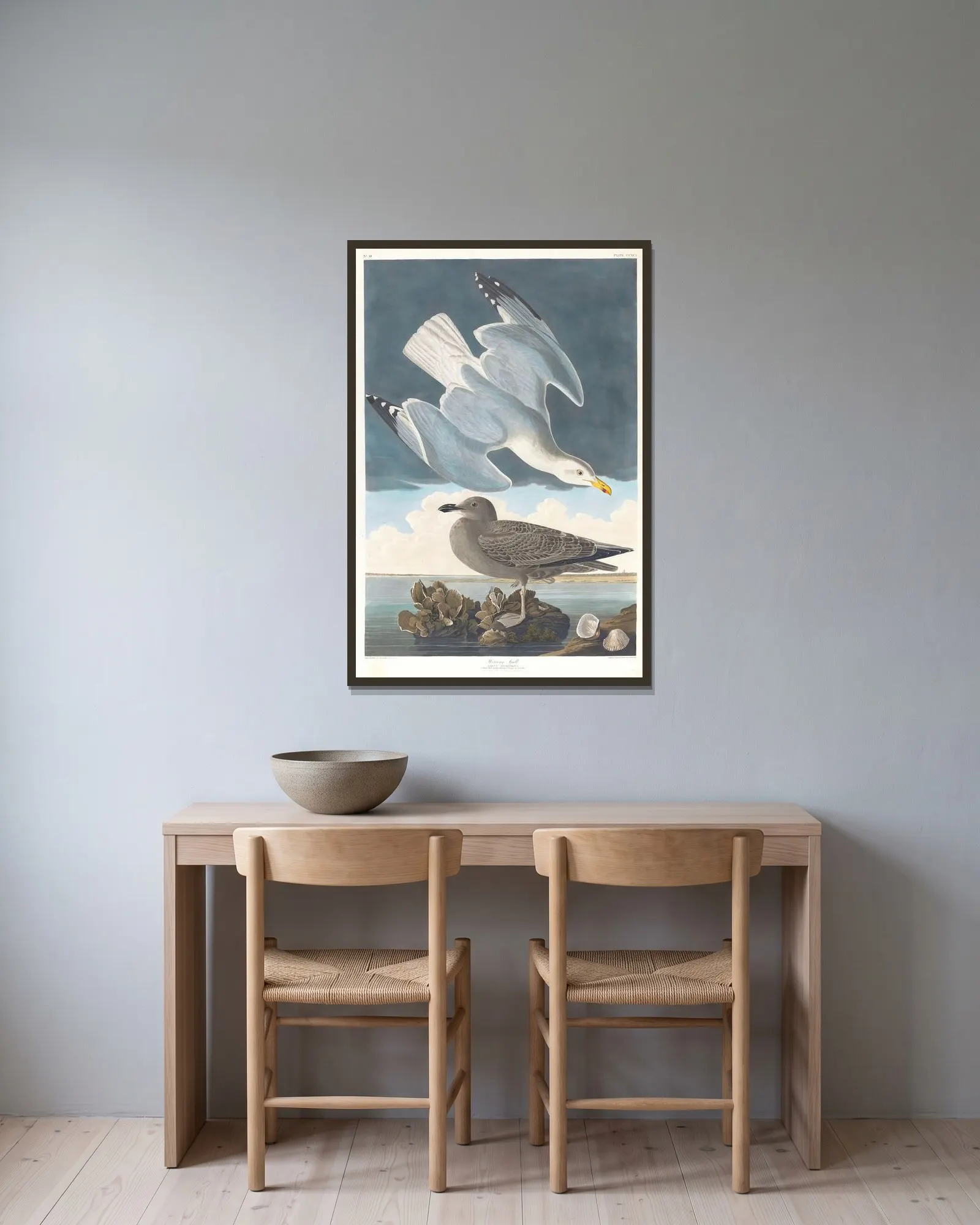Herring gull av John James Audubon inramad på en vägg