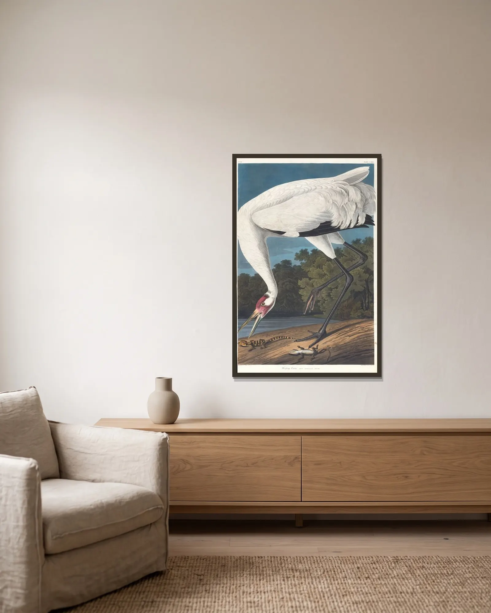 Hooping crane av John James Audubon inramad på en vägg