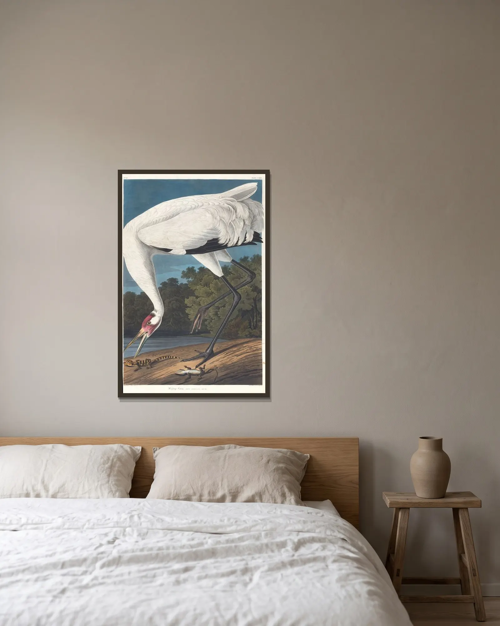 Hooping crane av John James Audubon inramad på en vägg